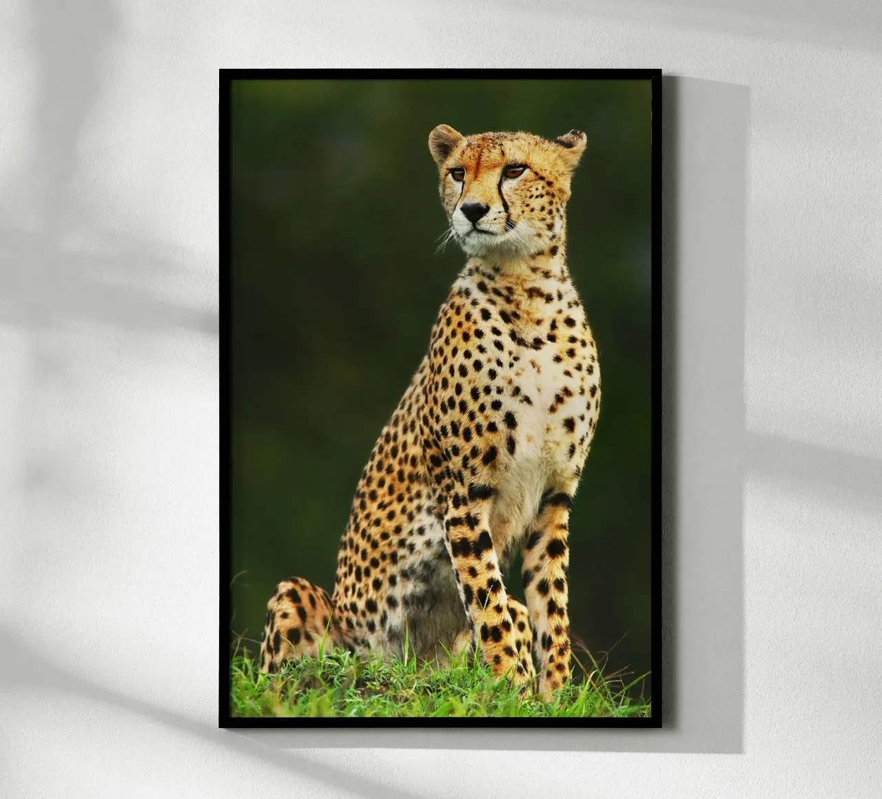 Ritratto di ghepardo africano poster da David Jackson