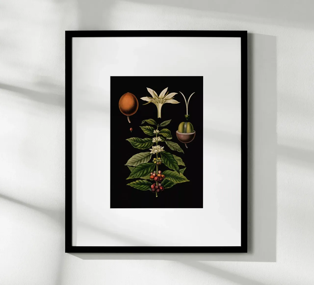 Vintage Bollmann 1 Kaffeebaum poster con telaio in plastica da Vintage Print Collection