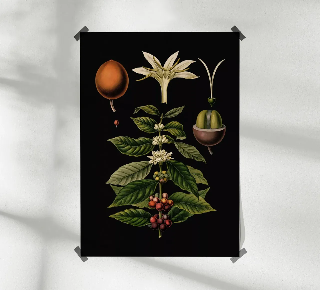 Vintage Bollmann 1 Kaffeebaum poster con telaio in plastica da Vintage Print Collection
