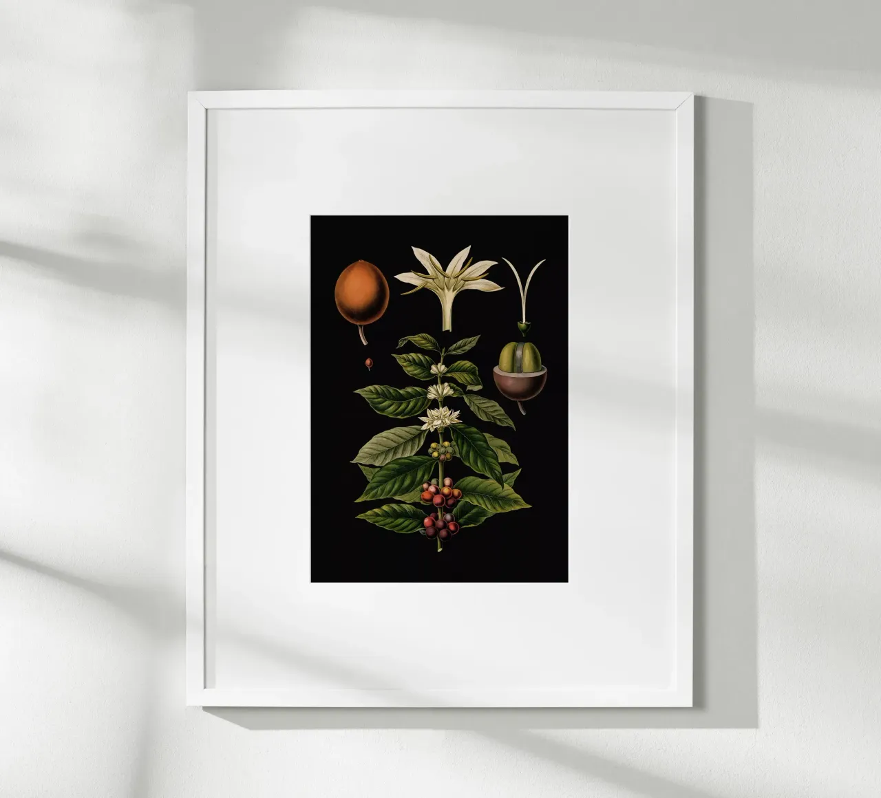 Vintage Bollmann 1 Kaffeebaum poster con telaio in plastica da Vintage Print Collection