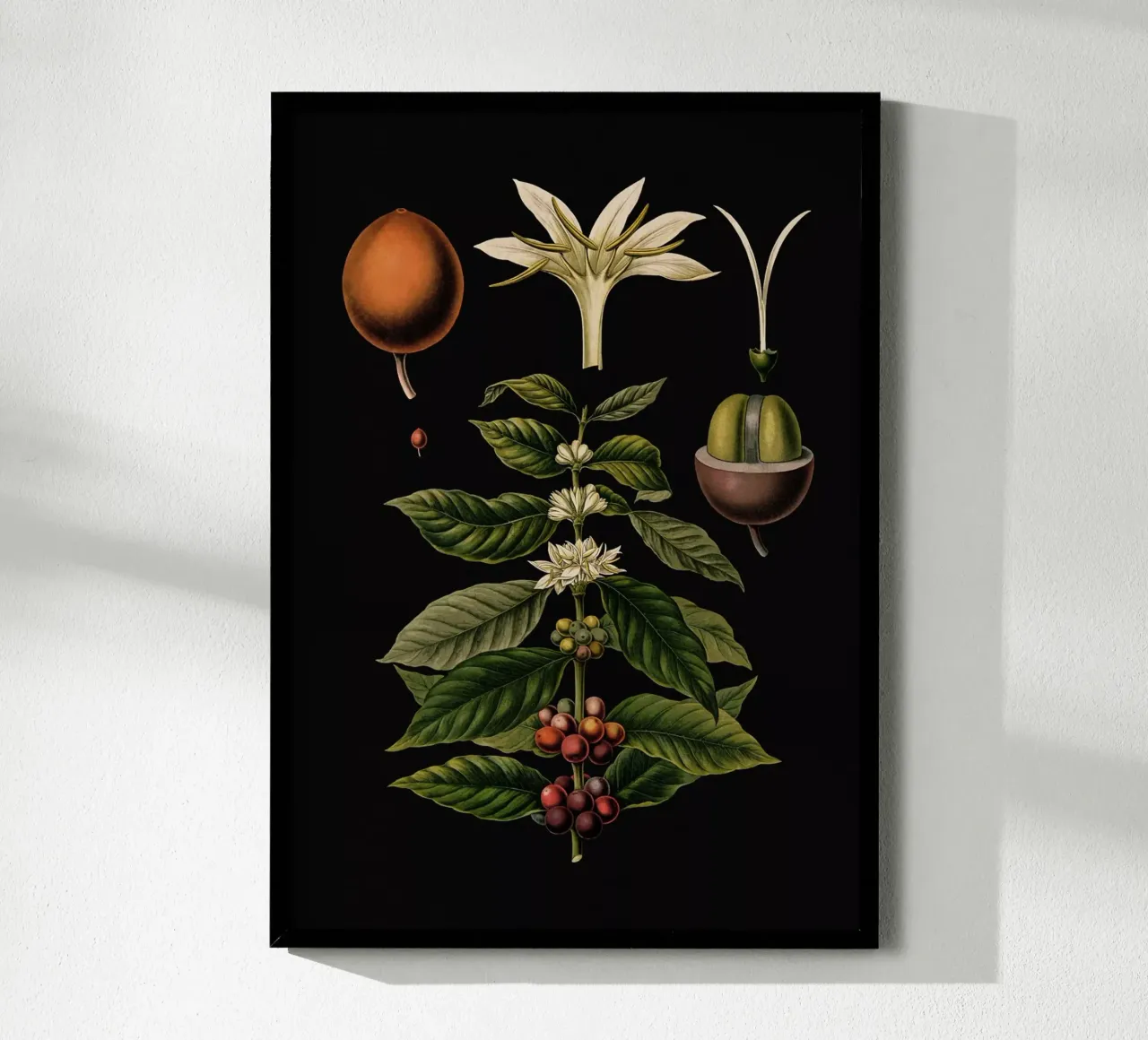 Vintage Bollmann 1 Kaffeebaum poster con telaio in plastica da Vintage Print Collection