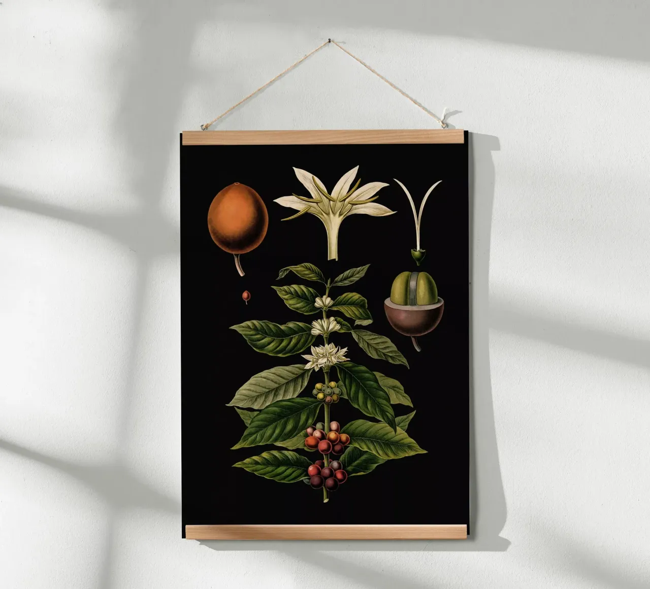 Vintage Bollmann 1 Kaffeebaum poster con telaio in plastica da Vintage Print Collection