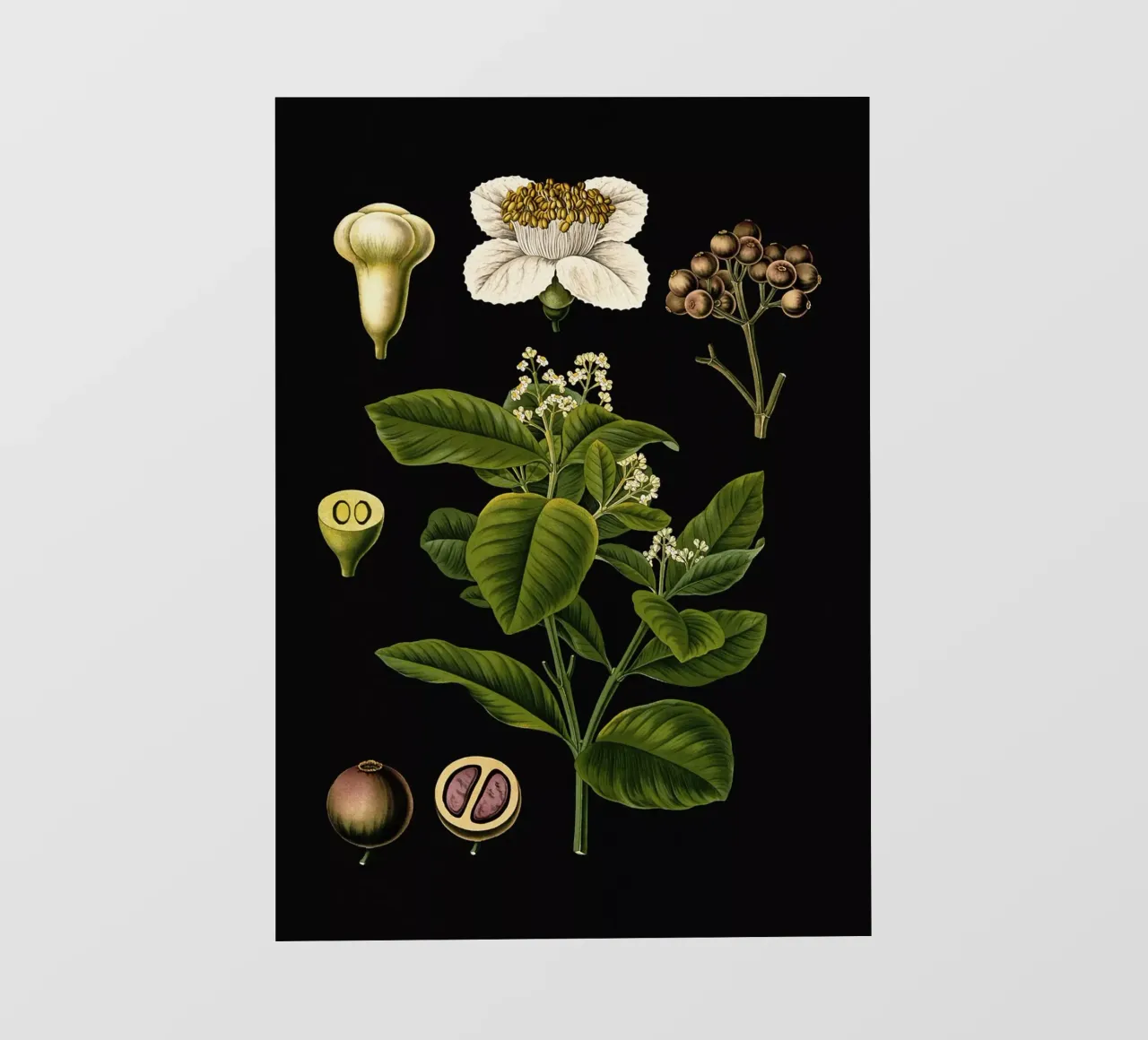 Vintage Bollmann 3 Nelkenpfeffer pellicola backlit da Vintage Print Collection