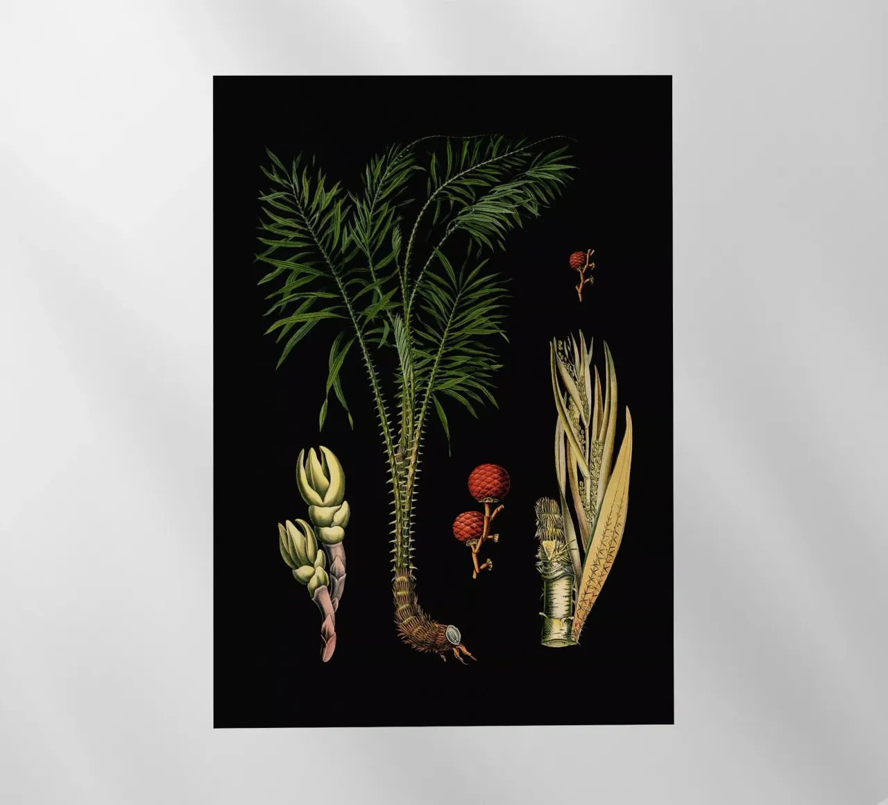 Vintage Bollmann 4 Drachen Rotang pellicola backlit da Vintage Print Collection