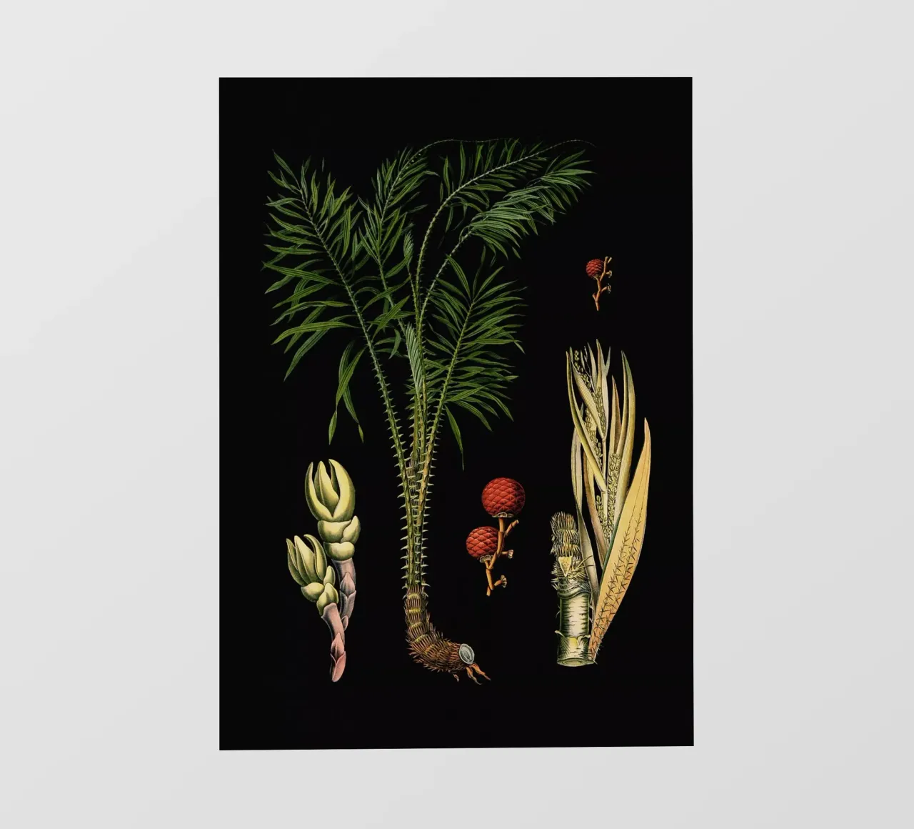 Vintage Bollmann 4 Drachen Rotang pellicola backlit da Vintage Print Collection