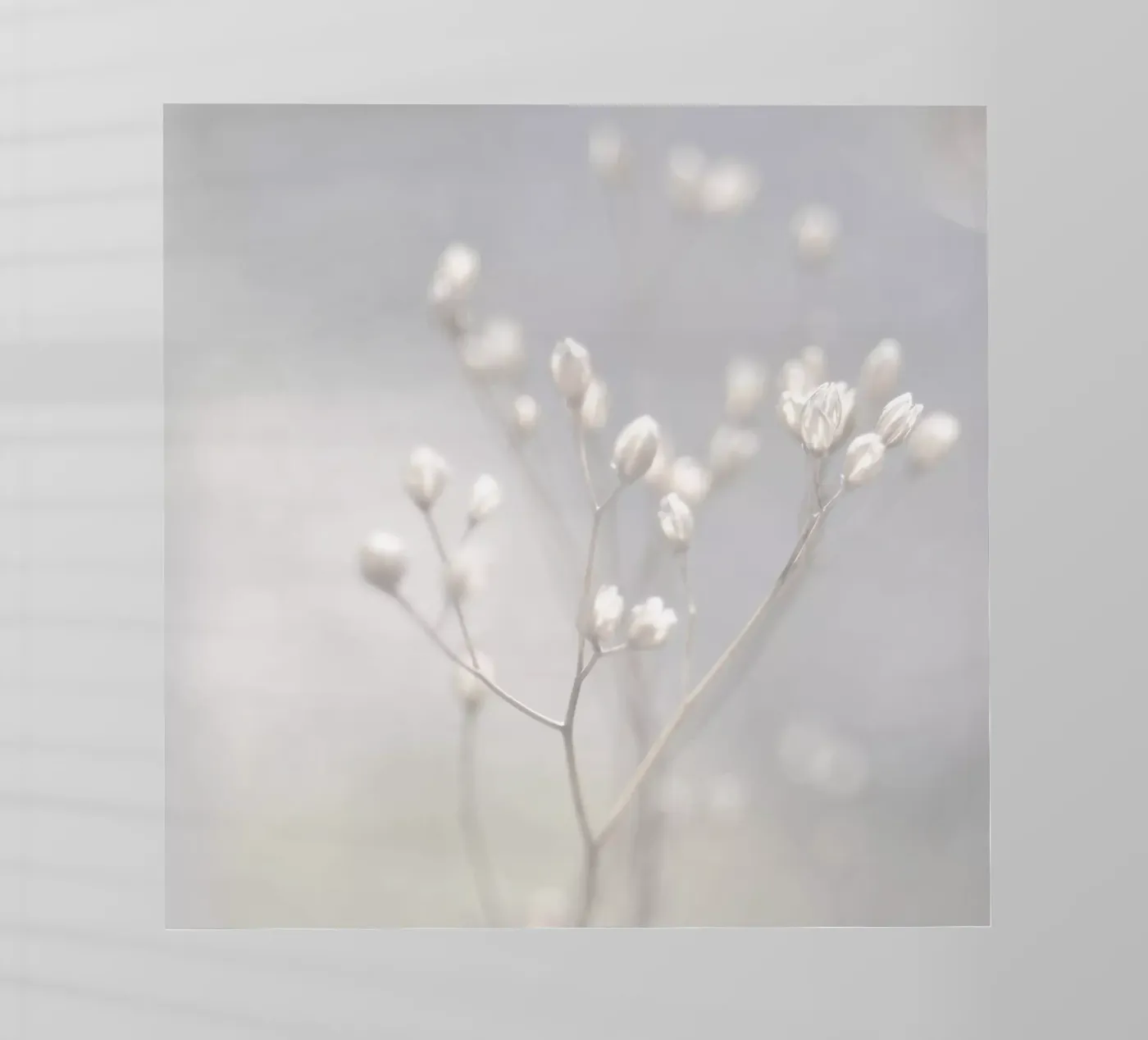 winter light pellicola backlit da Visuelle Poesie am Wegesrand