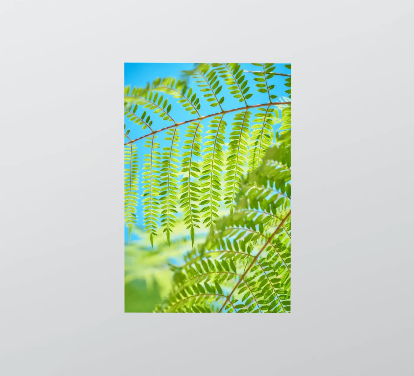 fern leaf sticker by lesuki