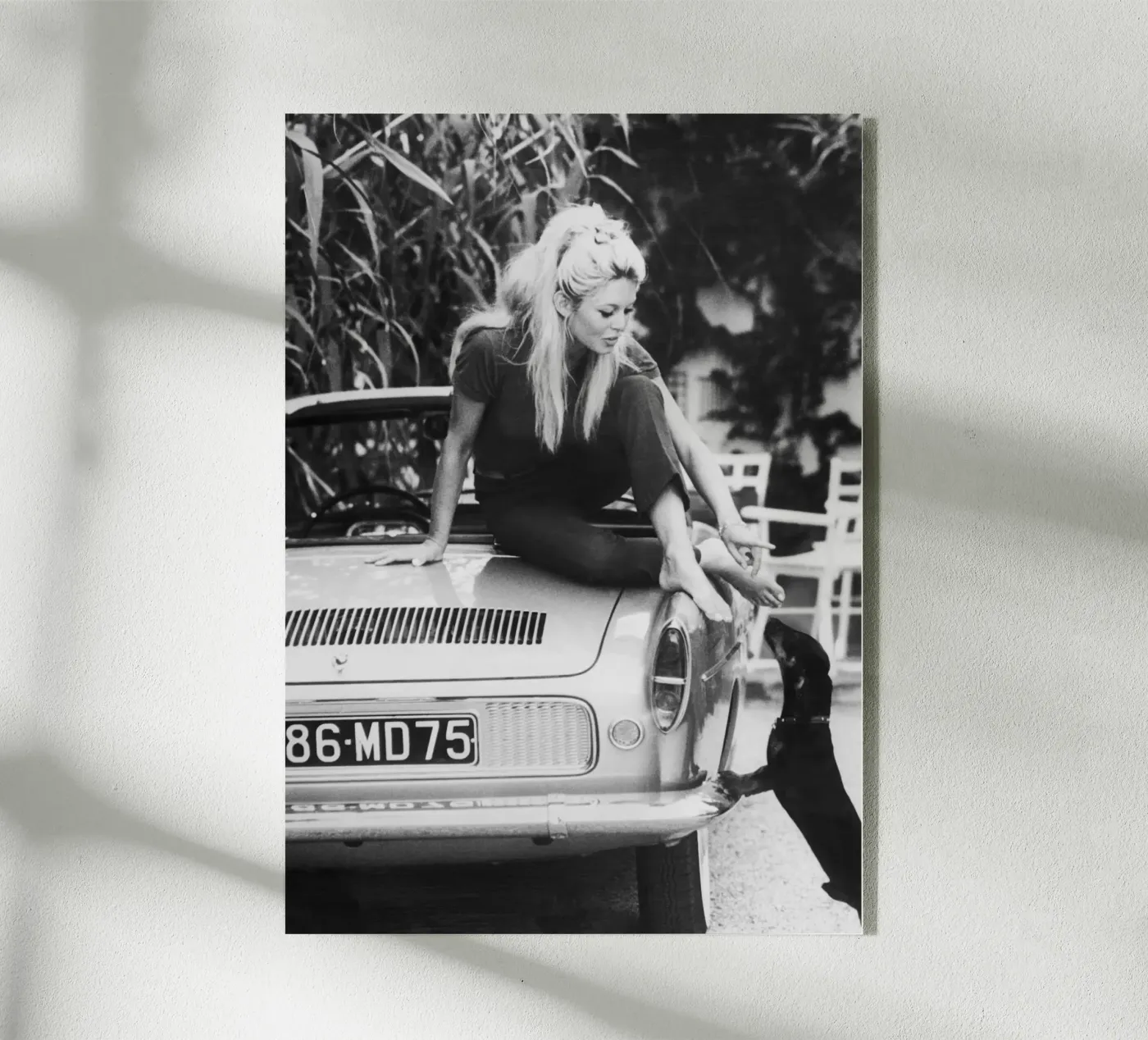 Brigitte Bardot plexiglass da vintgeseyn