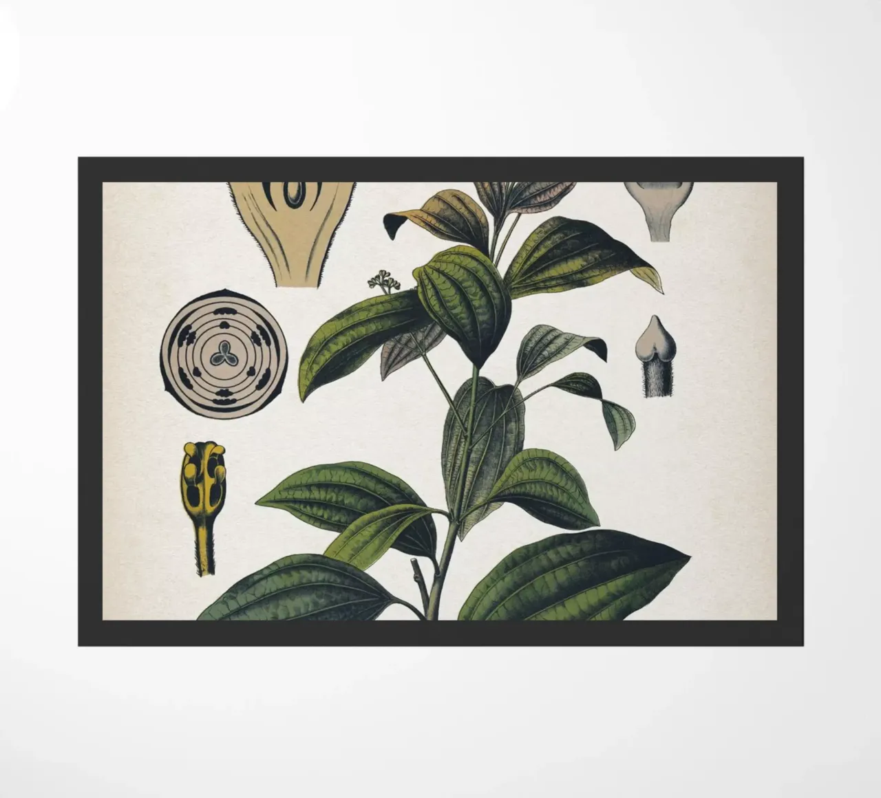 Vintage Bollmann 5 Zimtbaum zerbino da Vintage Print Collection