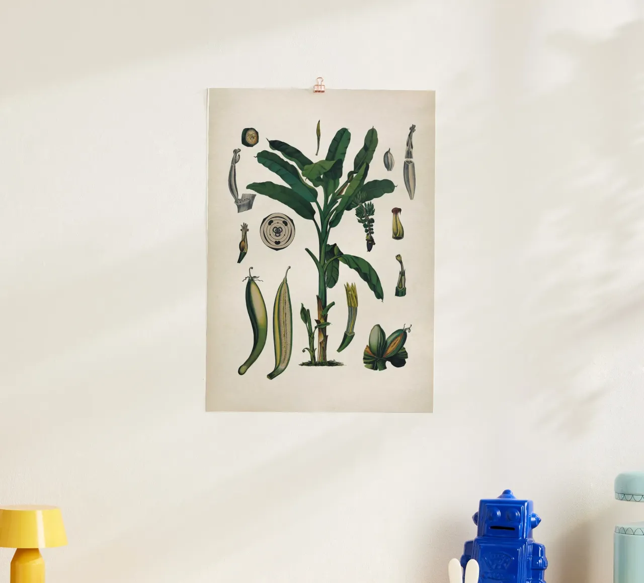 Vintage Bollmann 6 Gemeine Banane poster con telaio in alluminio da Vintage Print Collection