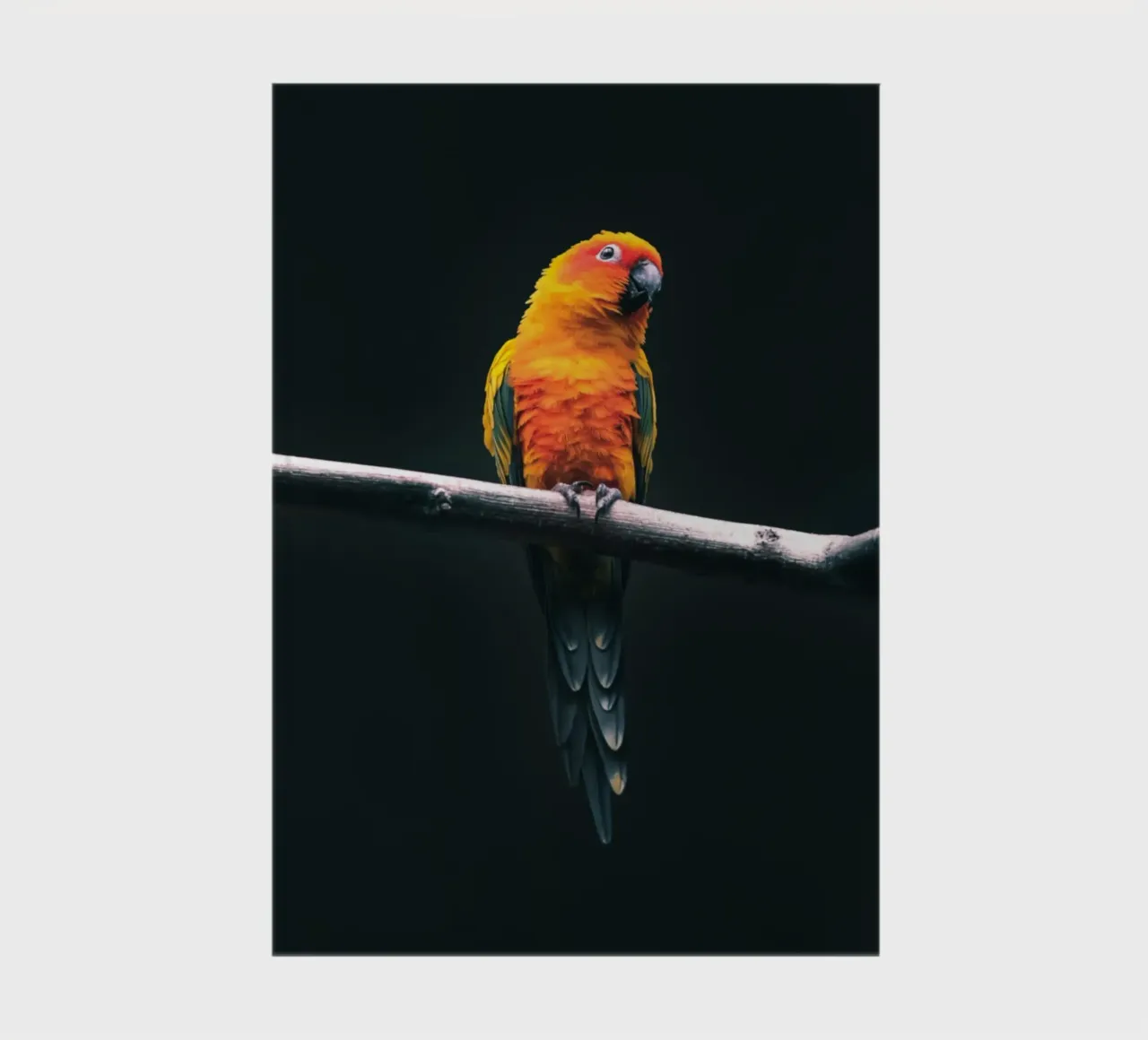 Sun Conure on a Branch notebook by Nature's Palette