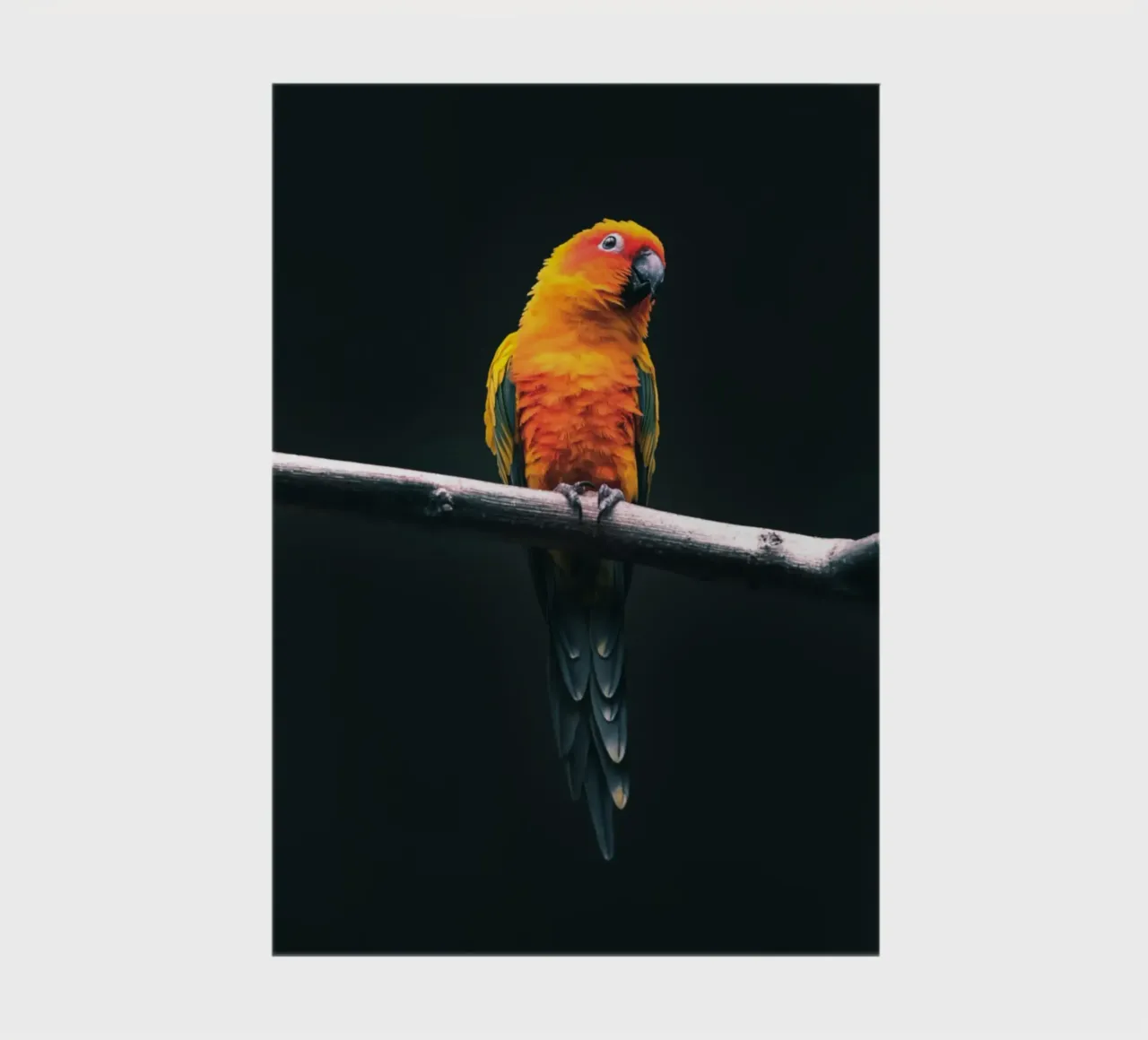 Sun Conure on a Branch notebook by Nature's Palette