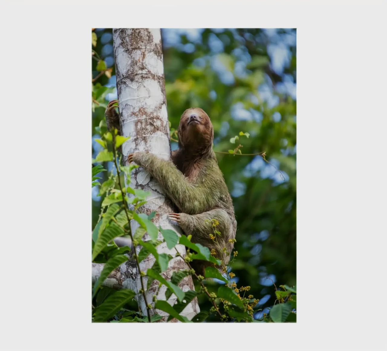 Lazy Embrace notebook by Nature's Palette