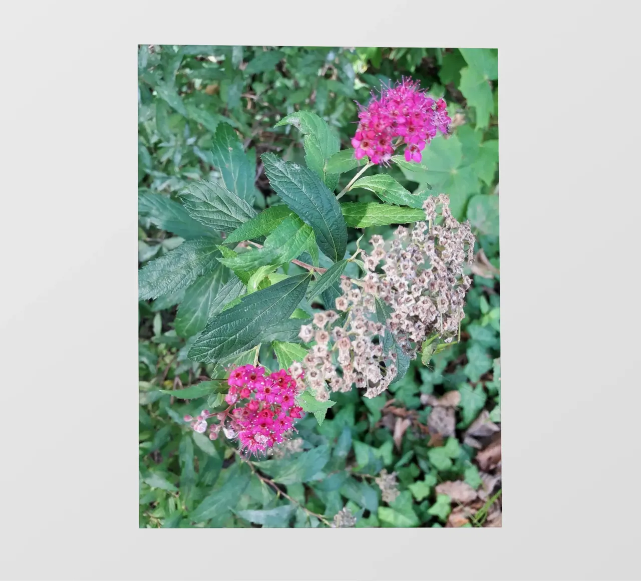 Spirea giapponese telo in pvc da Gürsel Yesil Digital Art