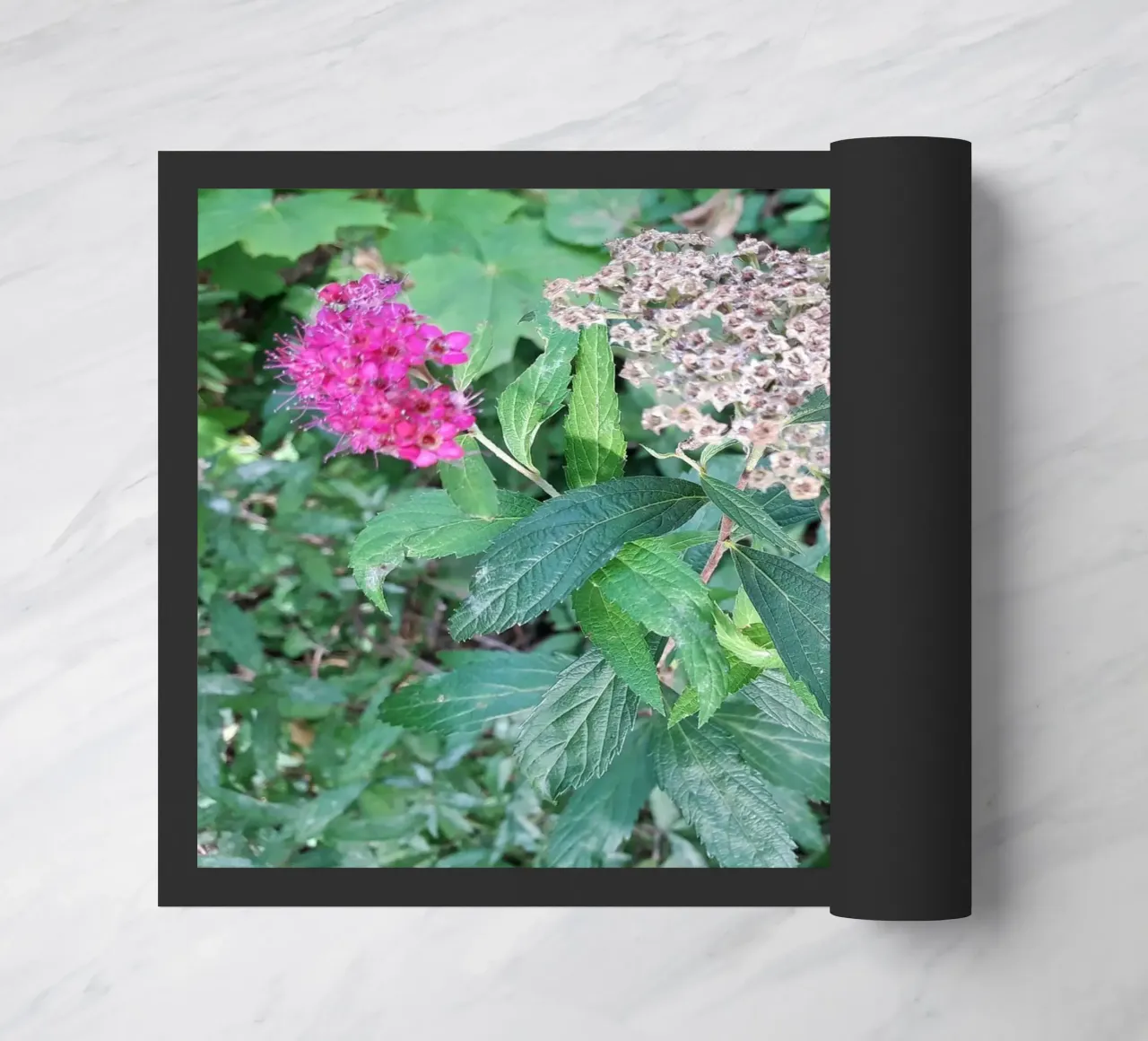 Spirea giapponese zerbino da Gürsel Yesil Digital Art