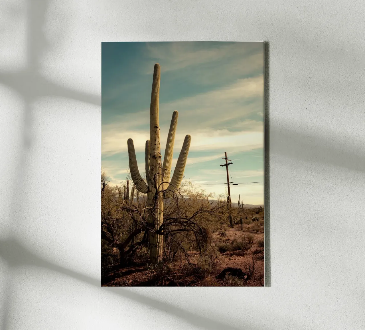 Saguaro cactus in the Arizona desert canvas with Floater frame by Finch & Frames