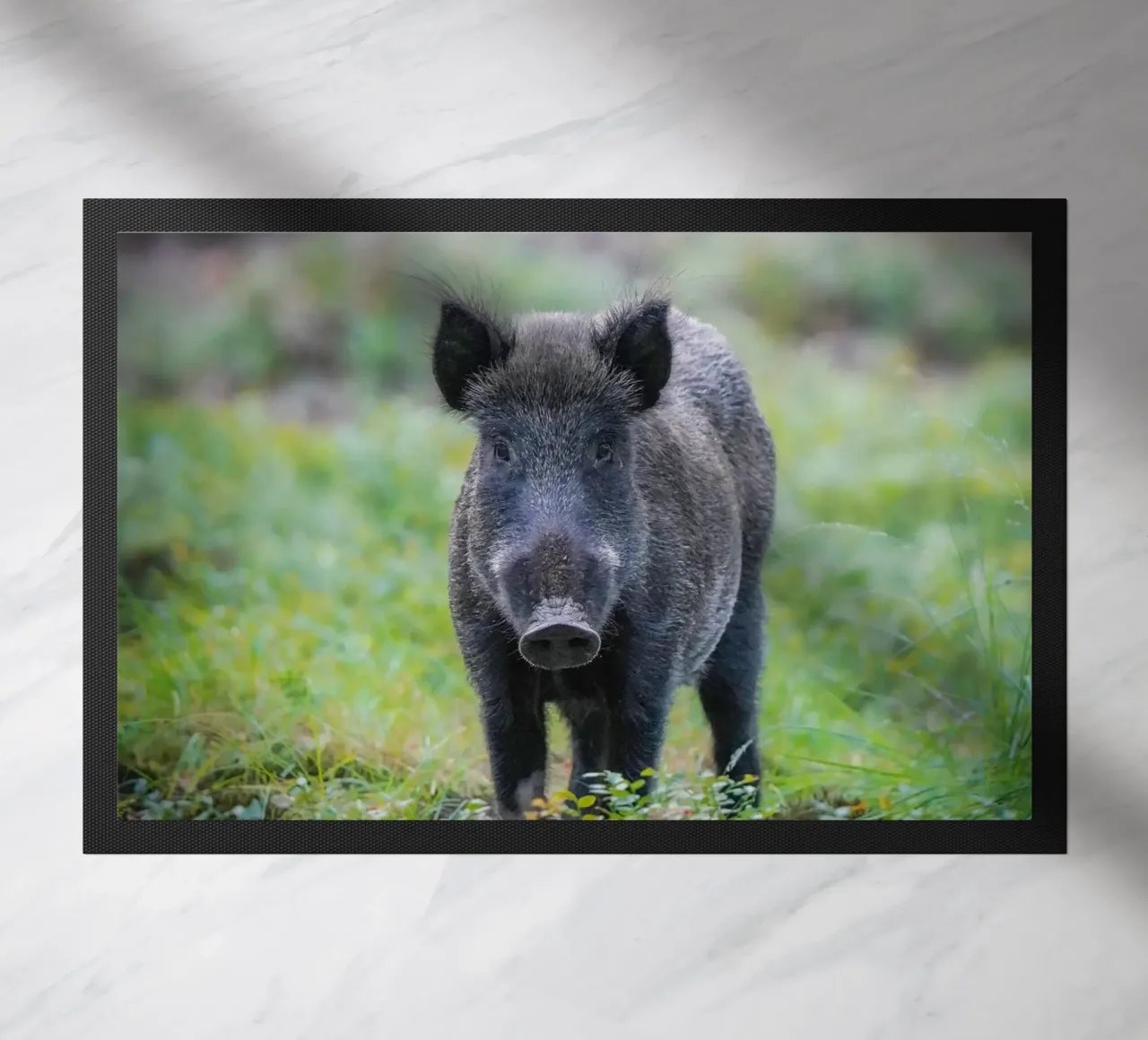 Cinghiale nella foresta zerbino da Tom's Wildlife