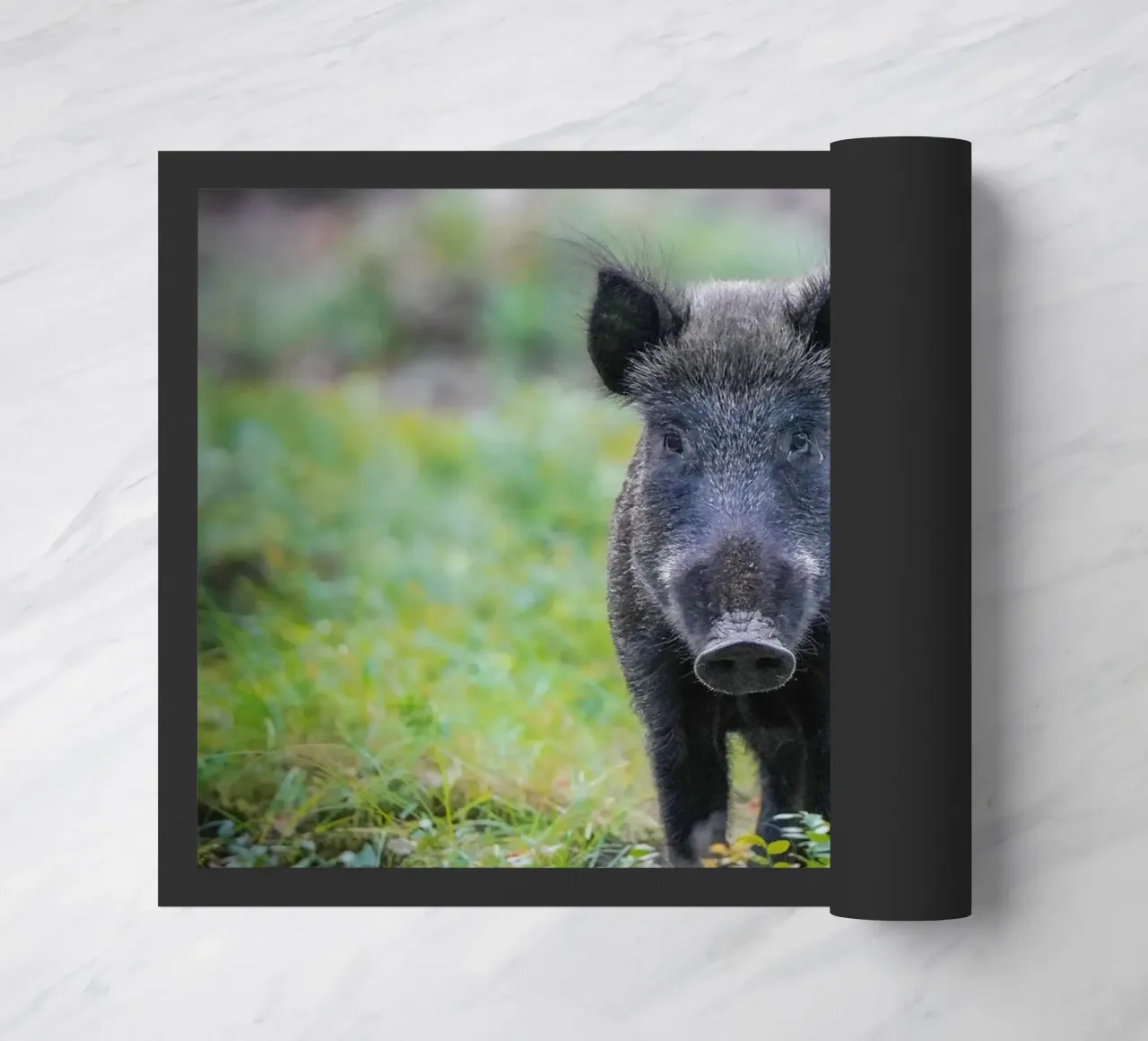 Cinghiale nella foresta zerbino da Tom's Wildlife