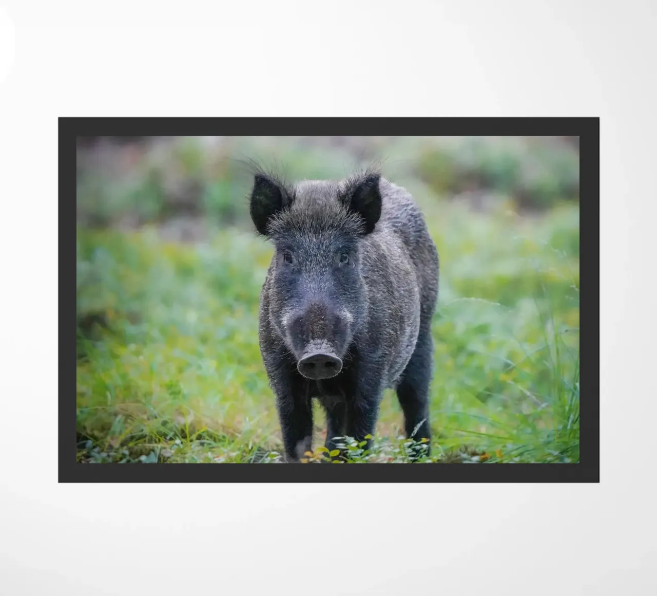 Cinghiale nella foresta zerbino da Tom's Wildlife