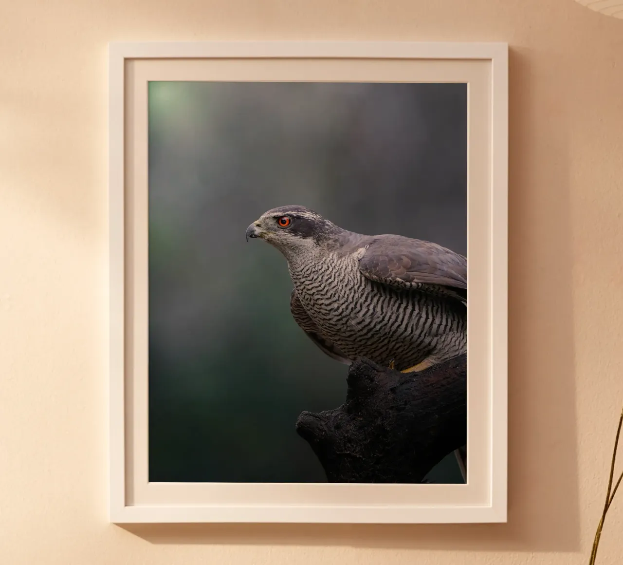 Astore nella foresta poster con telaio in plastica da Tom's Wildlife