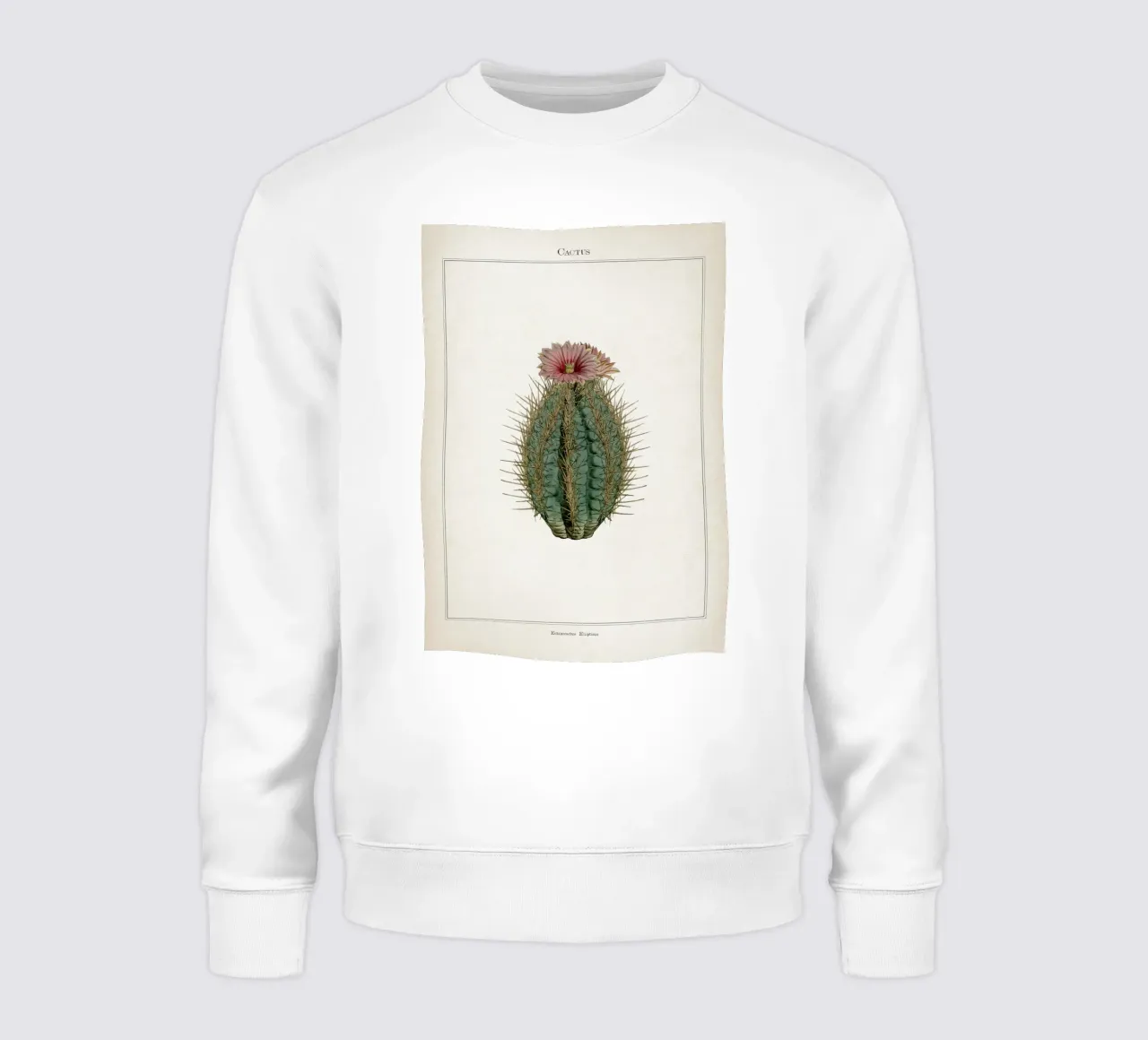 Vintage Curtis 2 Echinocactus Ellipticus felpa da Vintage Print Collection