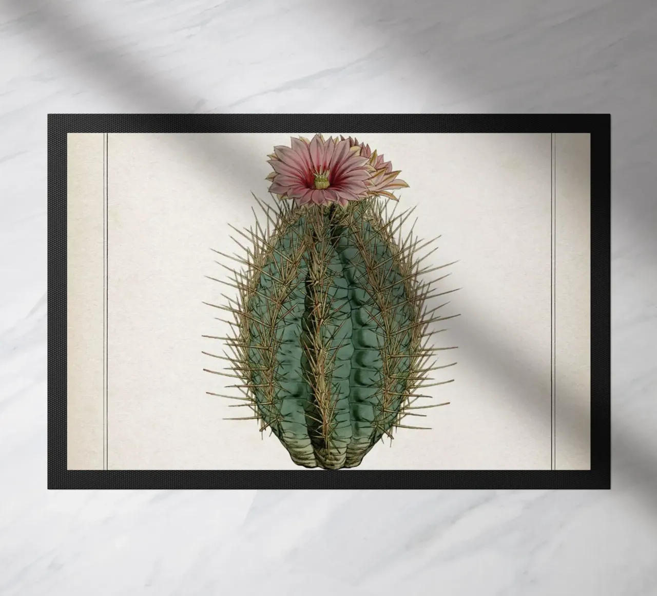 Vintage Curtis 2 Echinocactus Ellipticus zerbino da Vintage Print Collection