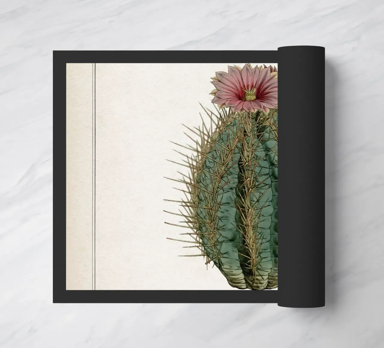 Vintage Curtis 2 Echinocactus Ellipticus zerbino da Vintage Print Collection