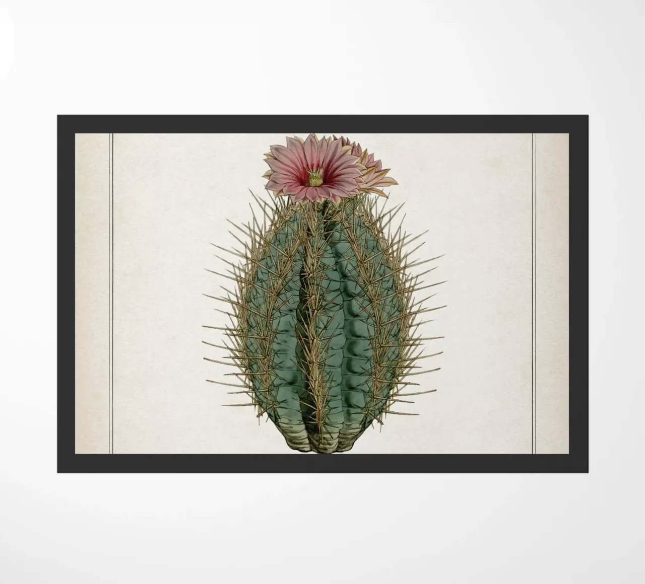 Vintage Curtis 2 Echinocactus Ellipticus zerbino da Vintage Print Collection