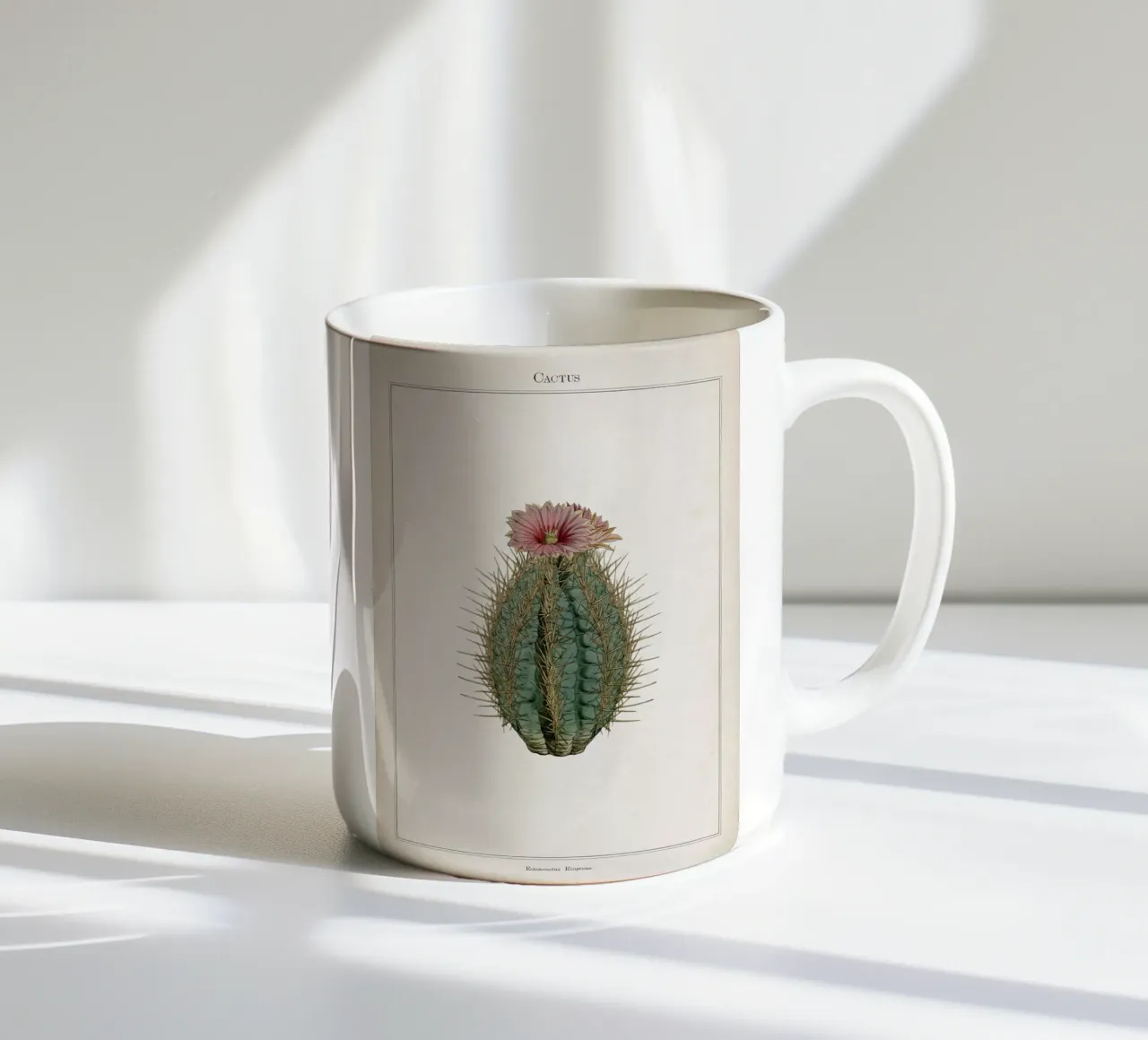 Vintage Curtis 2 Echinocactus Ellipticus tazza in ceramica da Vintage Print Collection