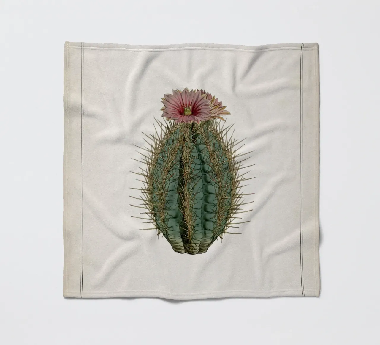 Vintage Curtis 2 Echinocactus Ellipticus coperta in pile da Vintage Print Collection