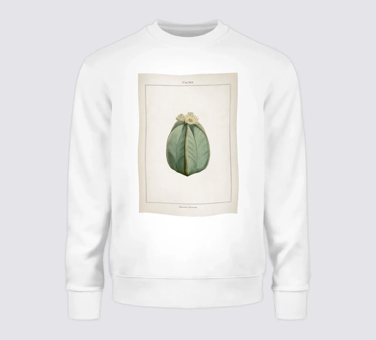 Vintage Curtis 2 Echinocactus Myriostigma felpa da Vintage Print Collection