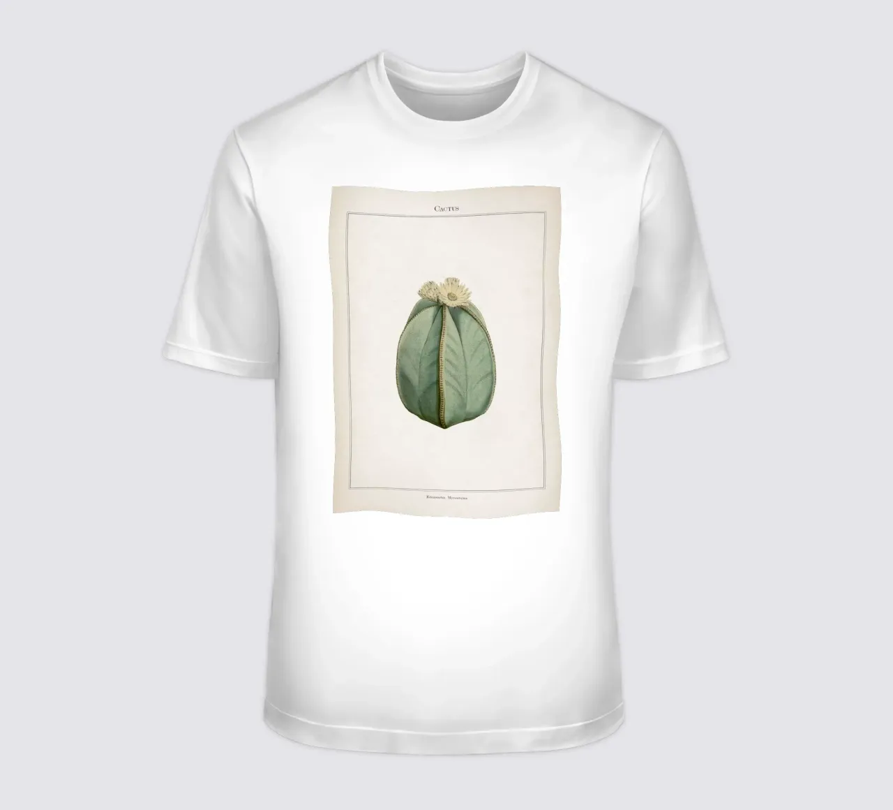 Vintage Curtis 2 Echinocactus Myriostigma t-shirt da Vintage Print Collection