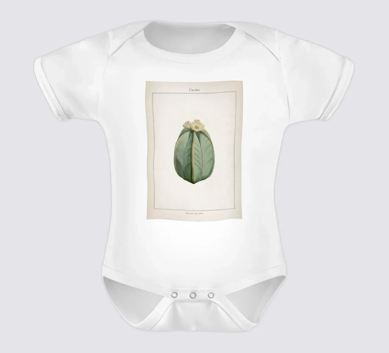 Vintage Curtis 2 Echinocactus Myriostigma babyrompertje korte mouwen van Vintage Print Collection