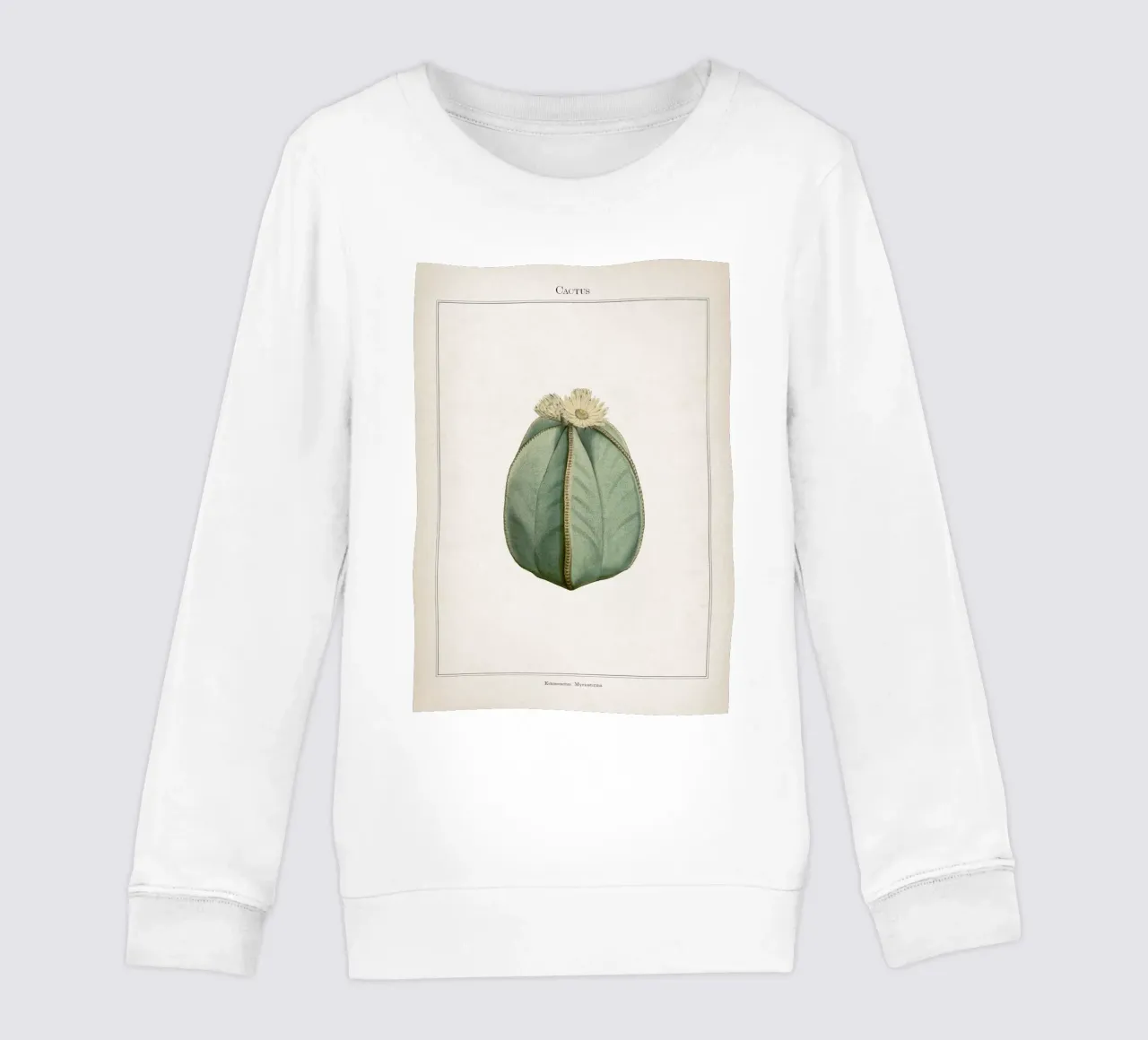 Vintage Curtis 2 Echinocactus Myriostigma felpa bambino da Vintage Print Collection