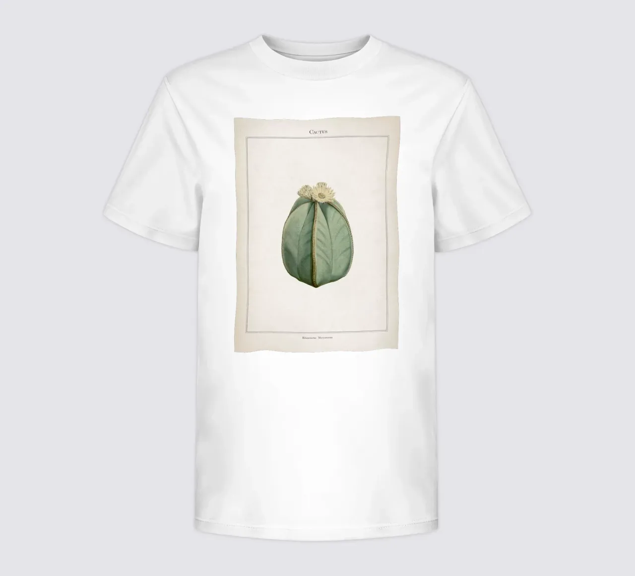 Vintage Curtis 2 Echinocactus Myriostigma kids t-shirt by Vintage Print Collection