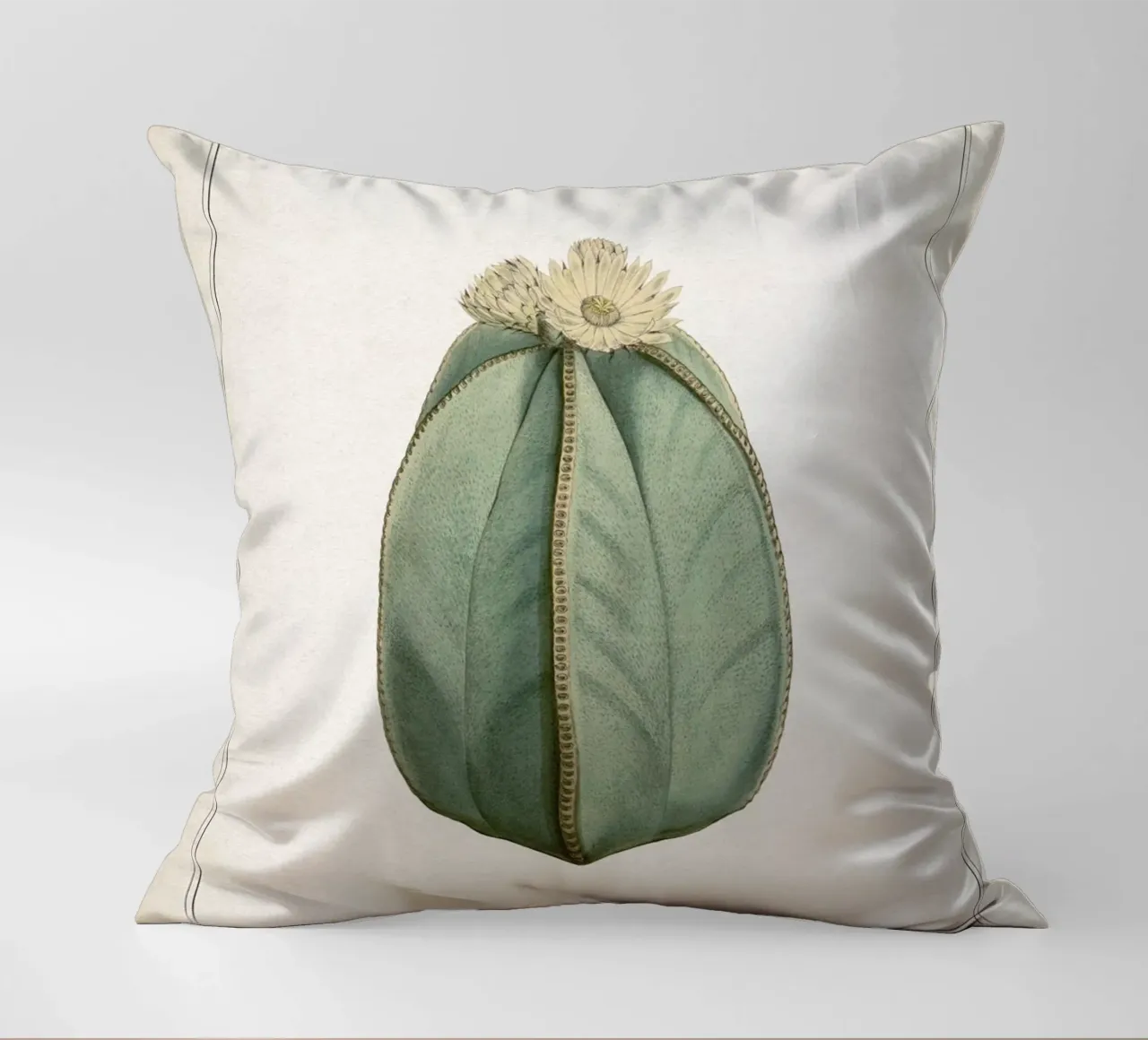 Vintage Curtis 2 Echinocactus Myriostigma cuscino da Vintage Print Collection