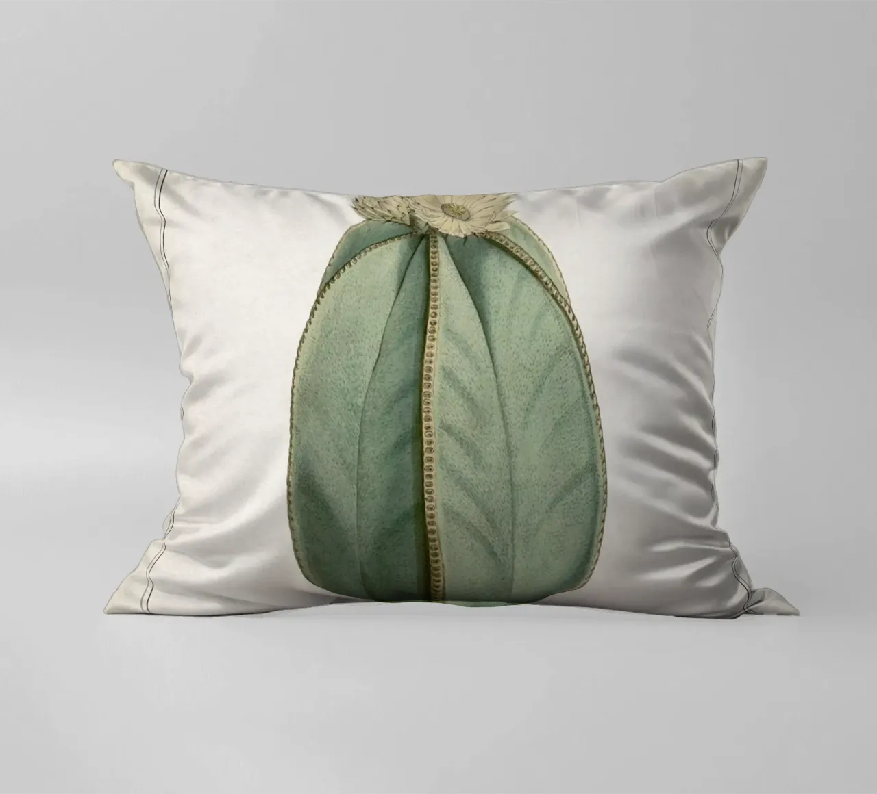 Vintage Curtis 2 Echinocactus Myriostigma cuscino da Vintage Print Collection