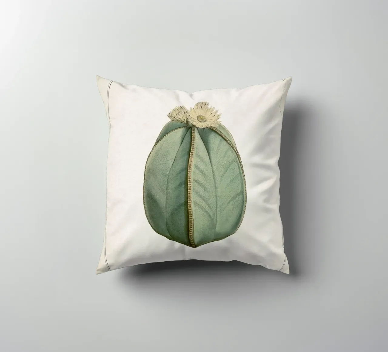 Vintage Curtis 2 Echinocactus Myriostigma cuscino da Vintage Print Collection