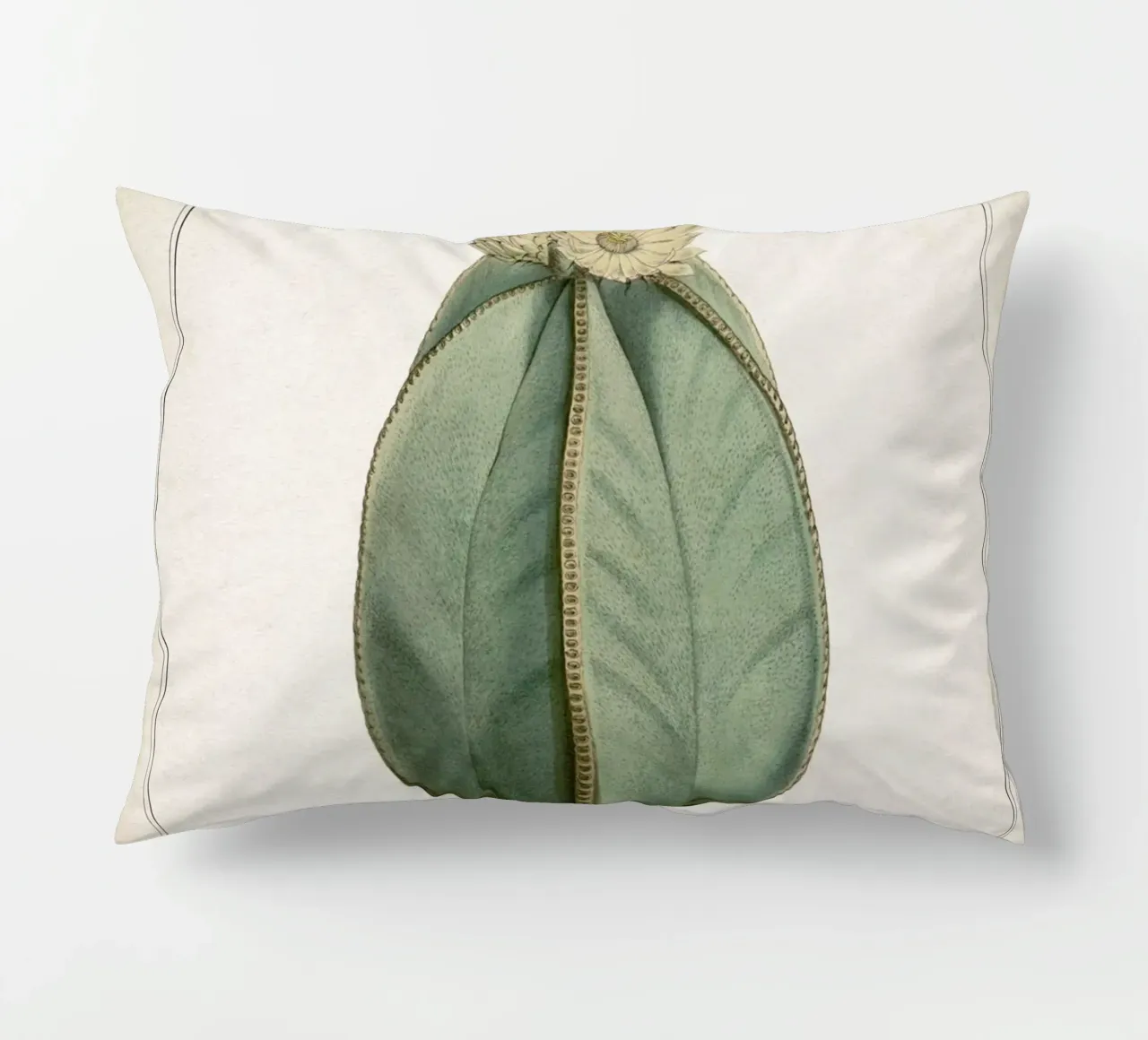 Vintage Curtis 2 Echinocactus Myriostigma cuscino da Vintage Print Collection