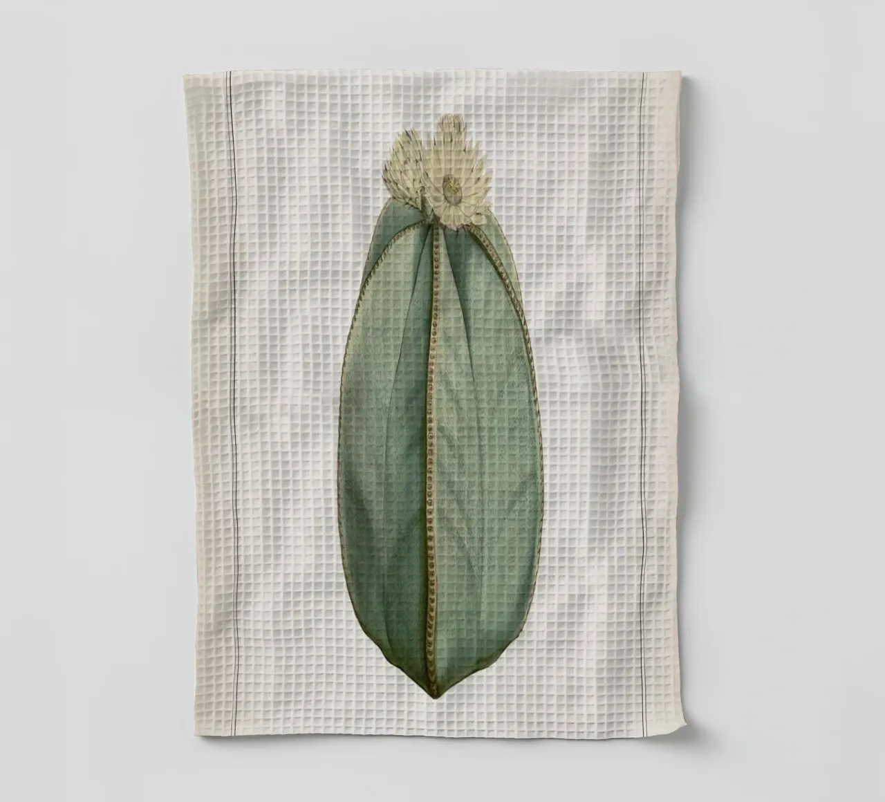 Vintage Curtis 2 Echinocactus Myriostigma canovaccio da cucina da Vintage Print Collection