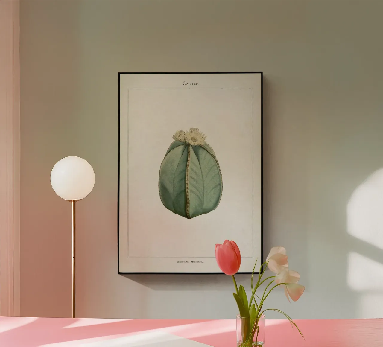 Vintage Curtis 2 Echinocactus Myriostigma acrylic glass by Vintage Print Collection