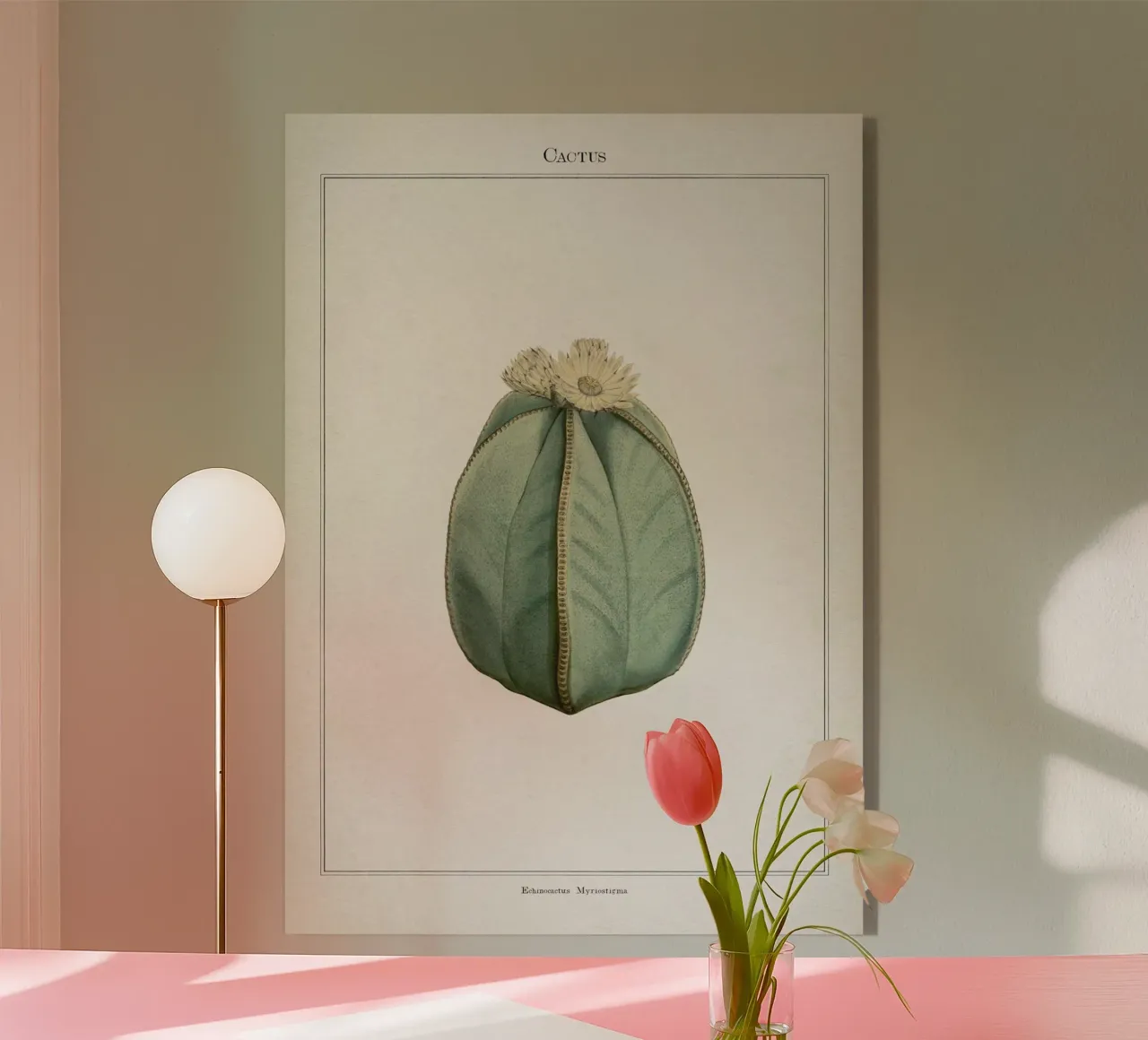 Vintage Curtis 2 Echinocactus Myriostigma acrylic glass by Vintage Print Collection
