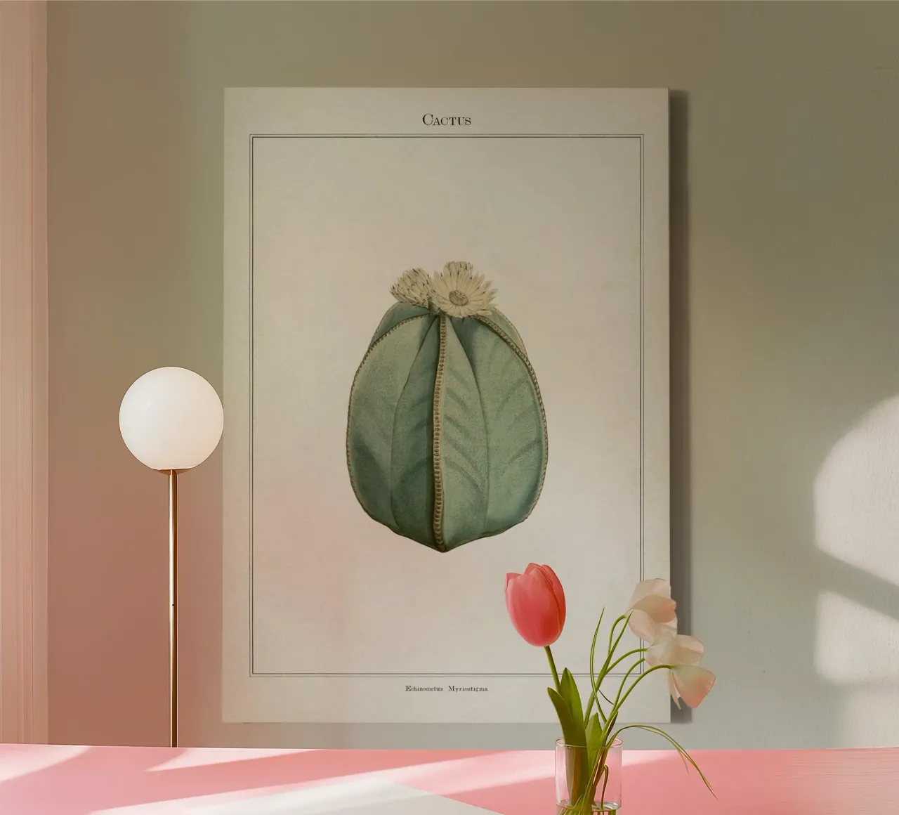 Vintage Curtis 2 Echinocactus Myriostigma canvas by Vintage Print Collection
