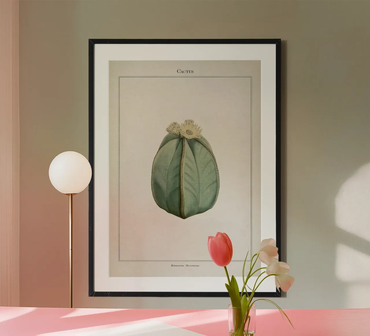Vintage Curtis 2 Echinocactus Myriostigma carta hahnemühle da Vintage Print Collection