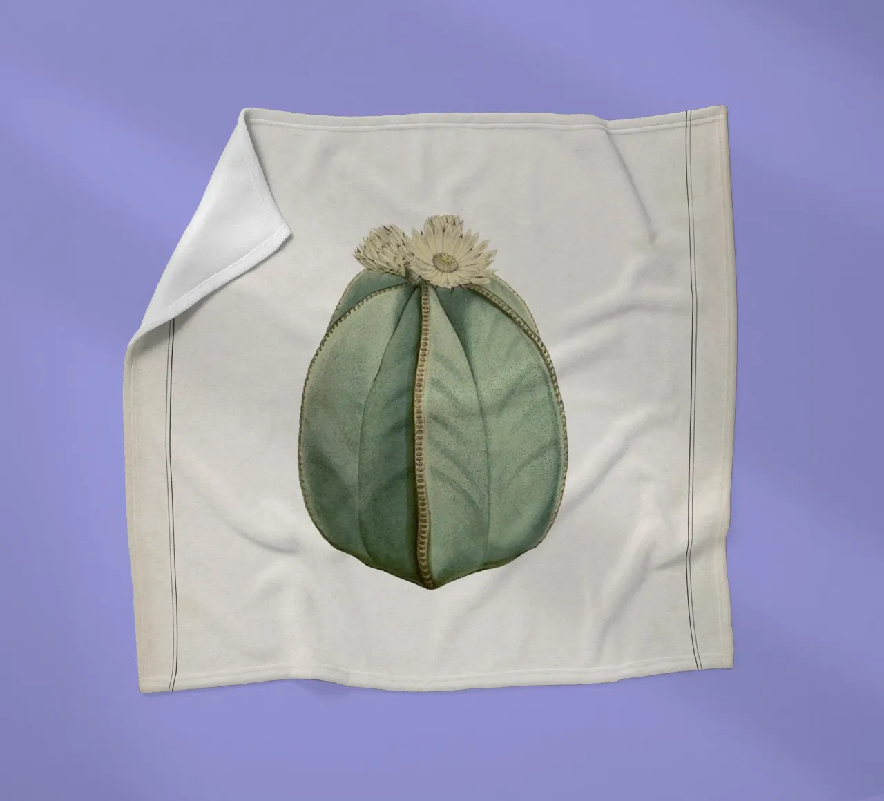 Vintage Curtis 2 Echinocactus Myriostigma coperta in pile da Vintage Print Collection