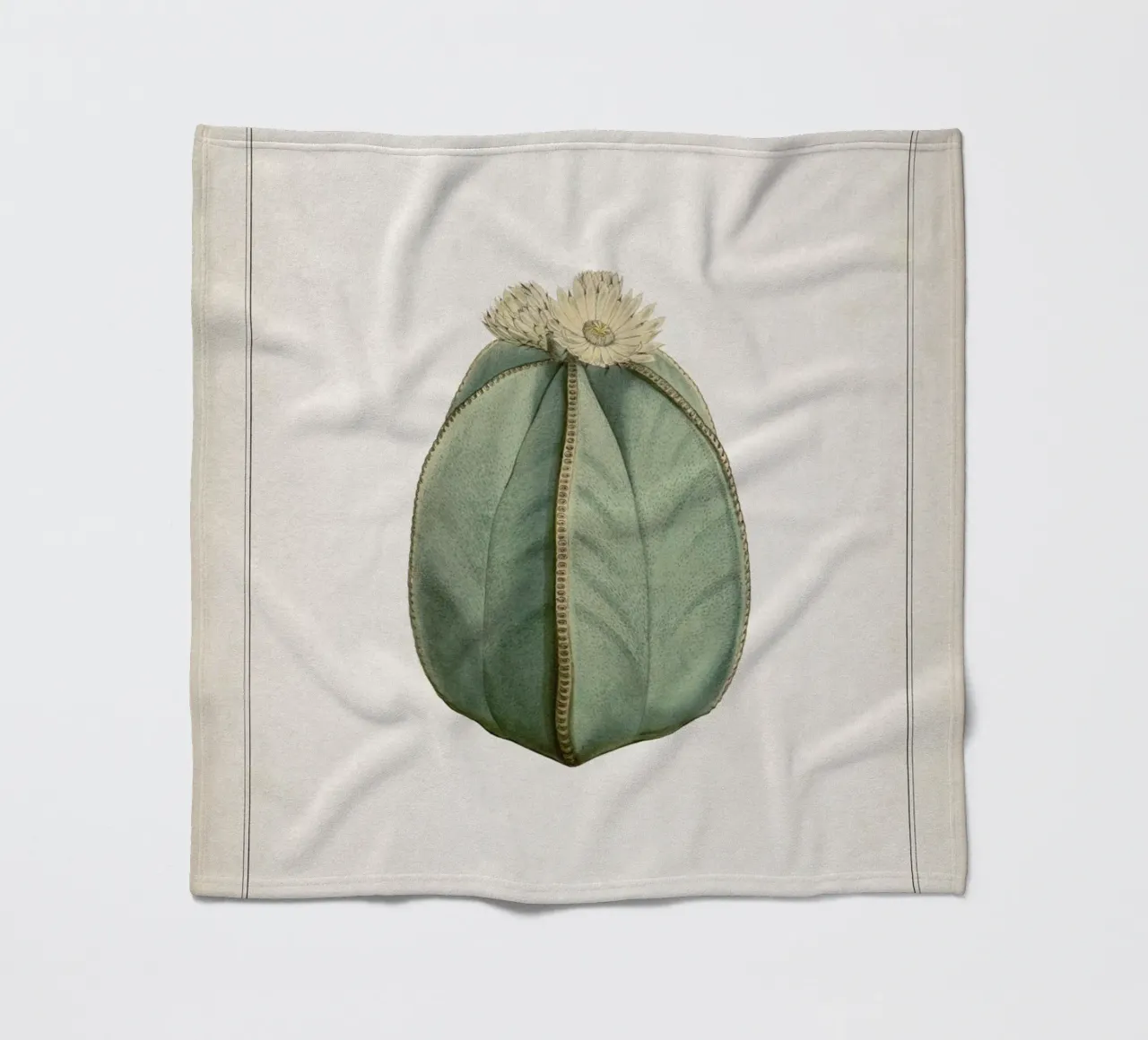 Vintage Curtis 2 Echinocactus Myriostigma coperta in pile da Vintage Print Collection