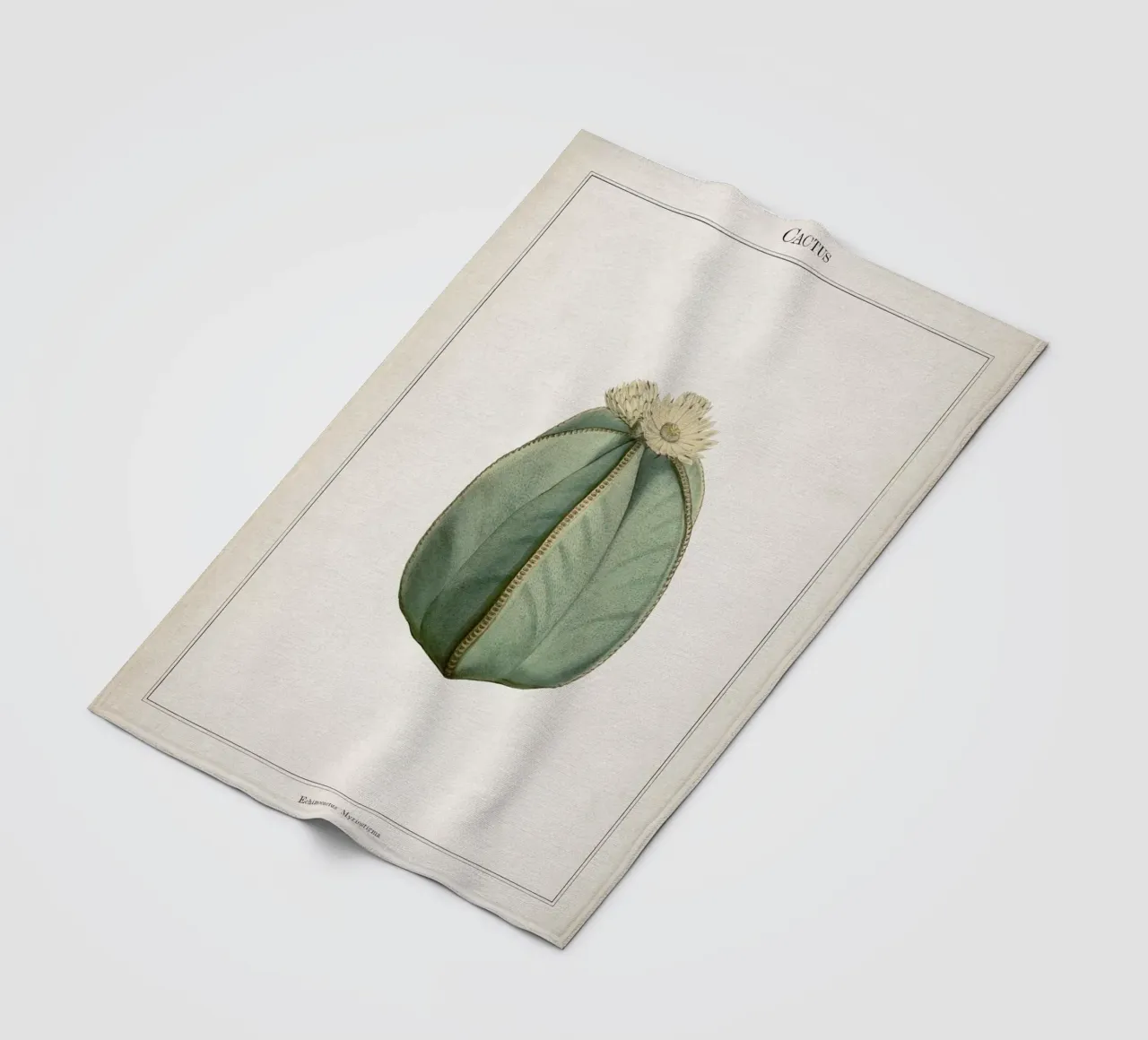 Vintage Curtis 2 Echinocactus Myriostigma coperta in pile da Vintage Print Collection