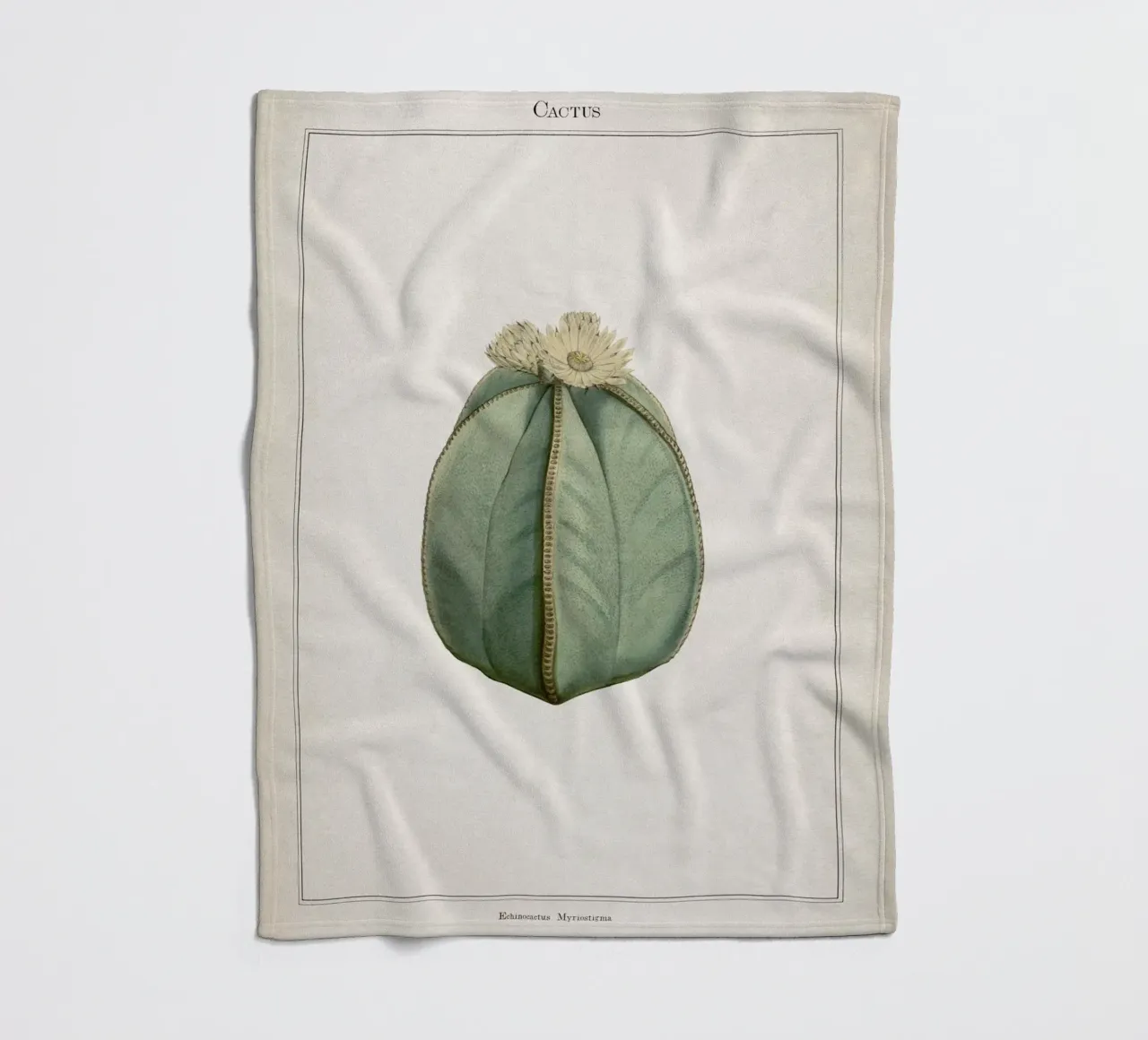 Vintage Curtis 2 Echinocactus Myriostigma coperta in pile da Vintage Print Collection