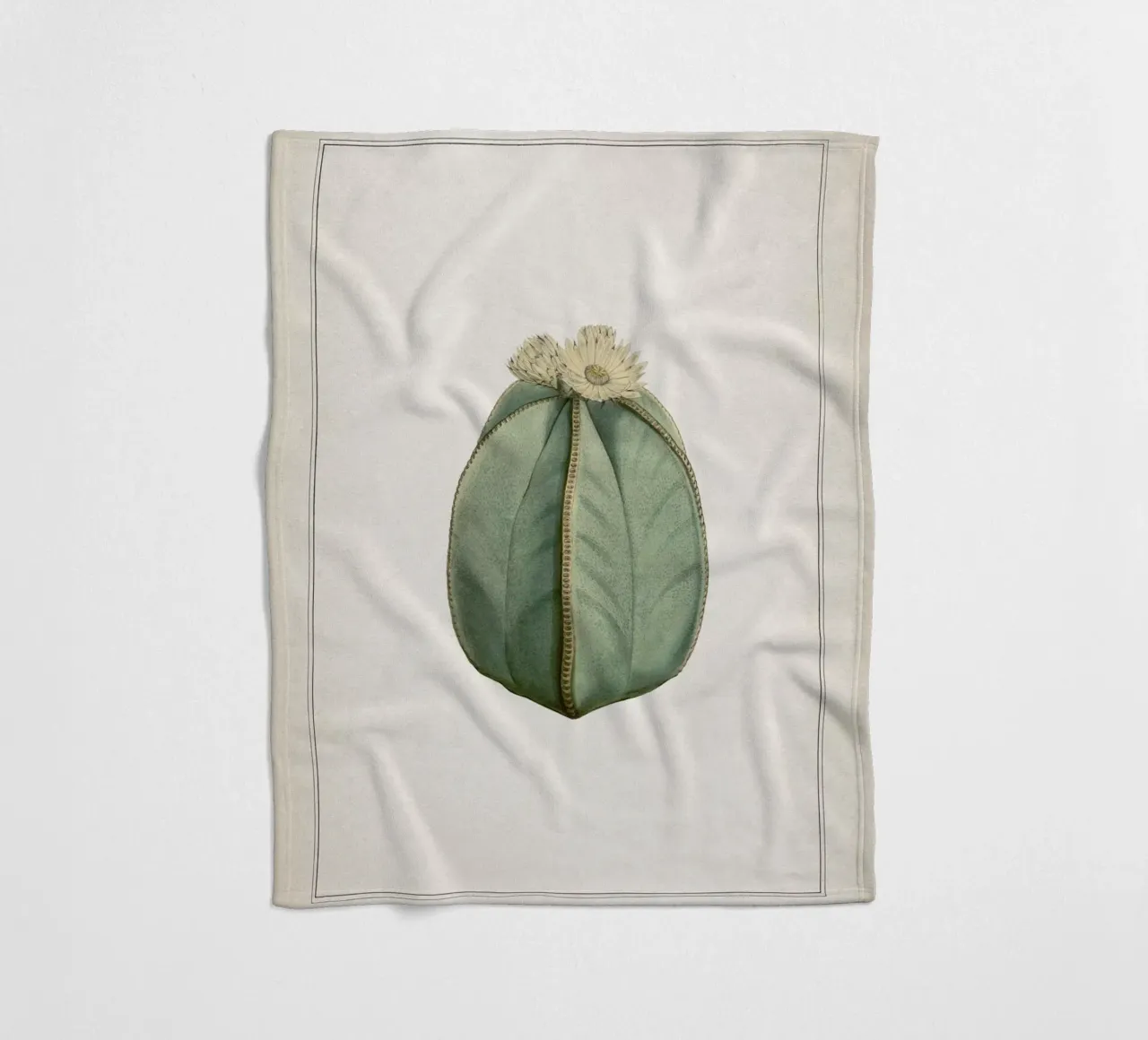 Vintage Curtis 2 Echinocactus Myriostigma coperta in pile da Vintage Print Collection