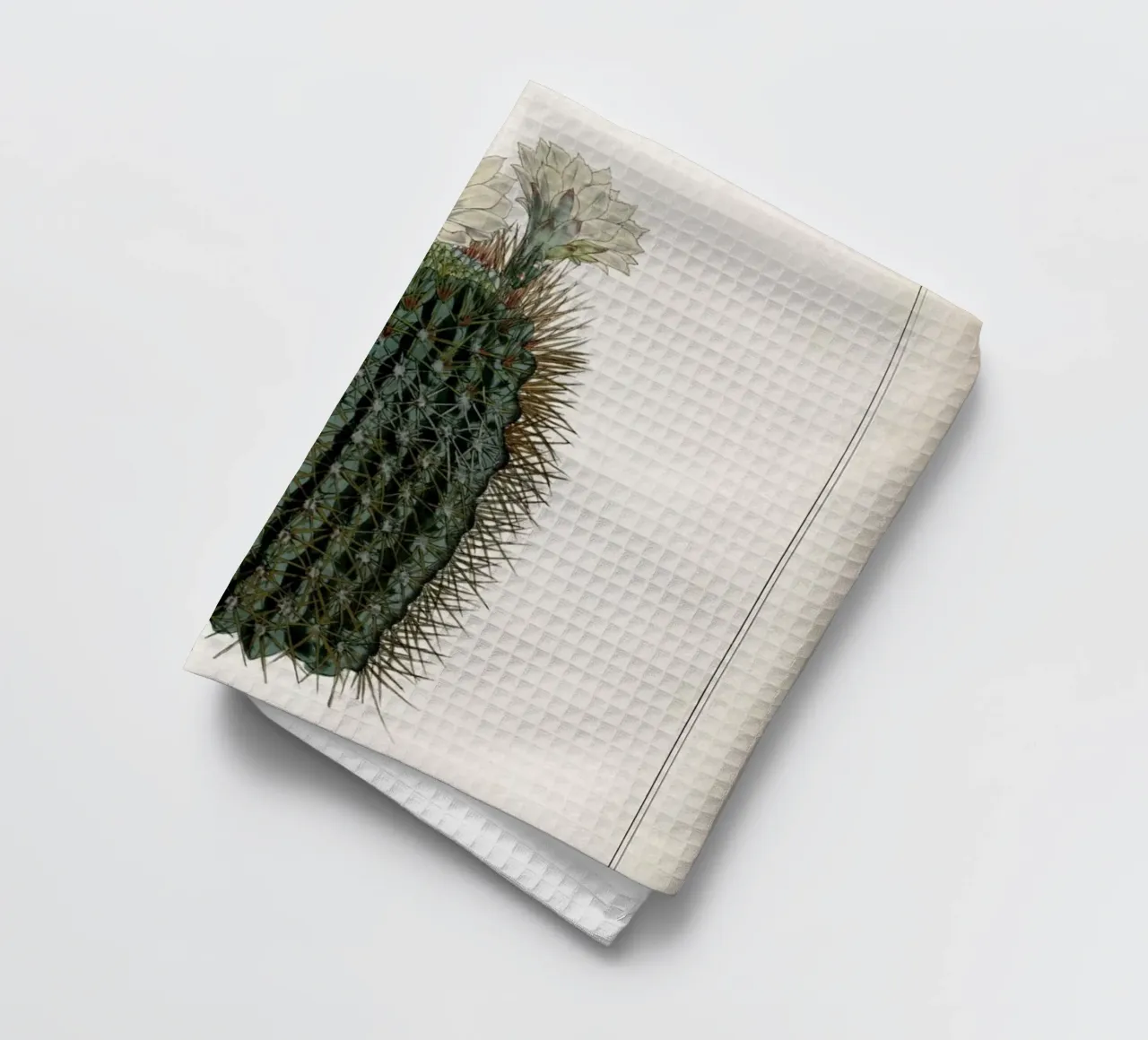 Vintage Curtis 2 Echinocactus Reductus canovaccio da cucina da Vintage Print Collection